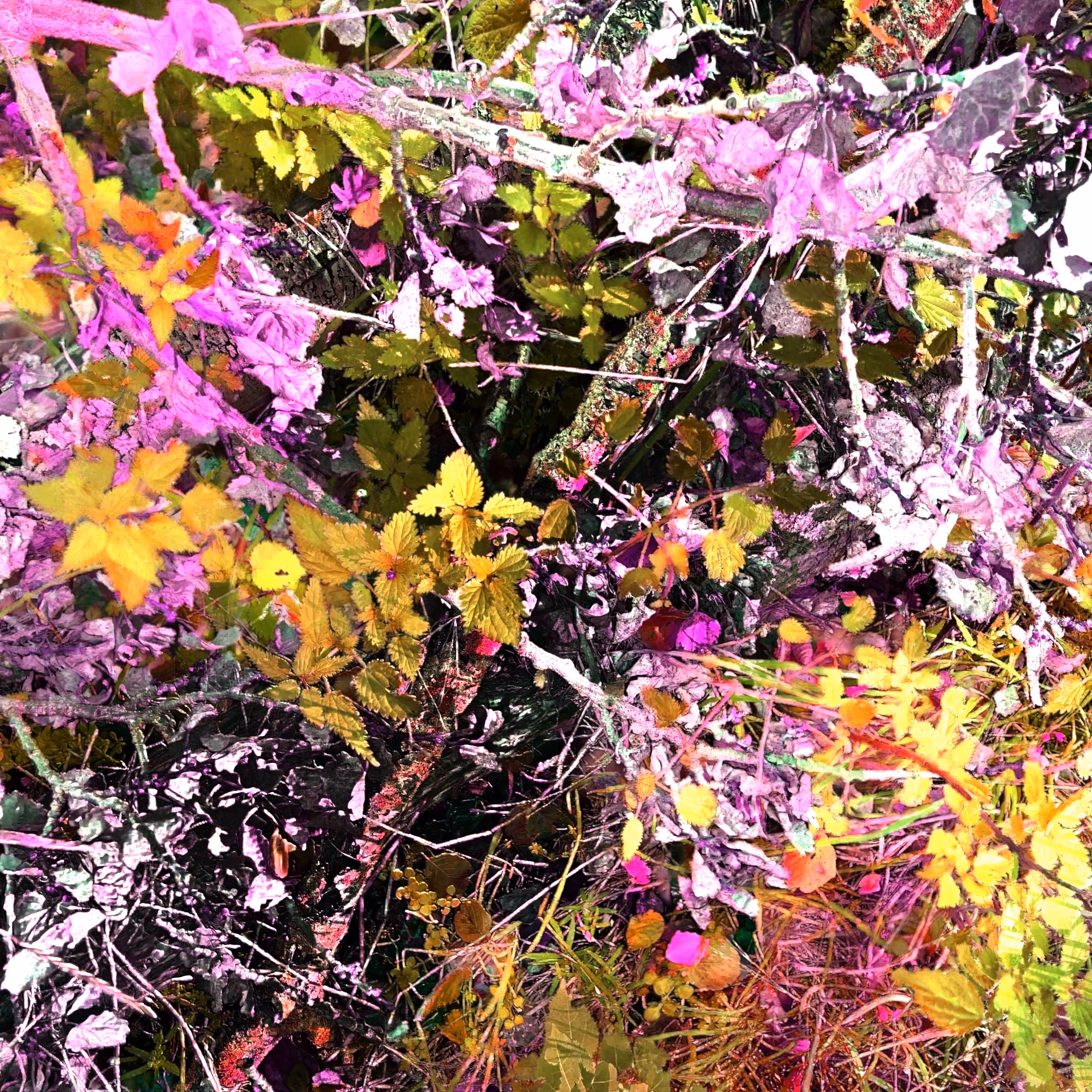 Autonomous Forest Plots: Plot u329hvhdb