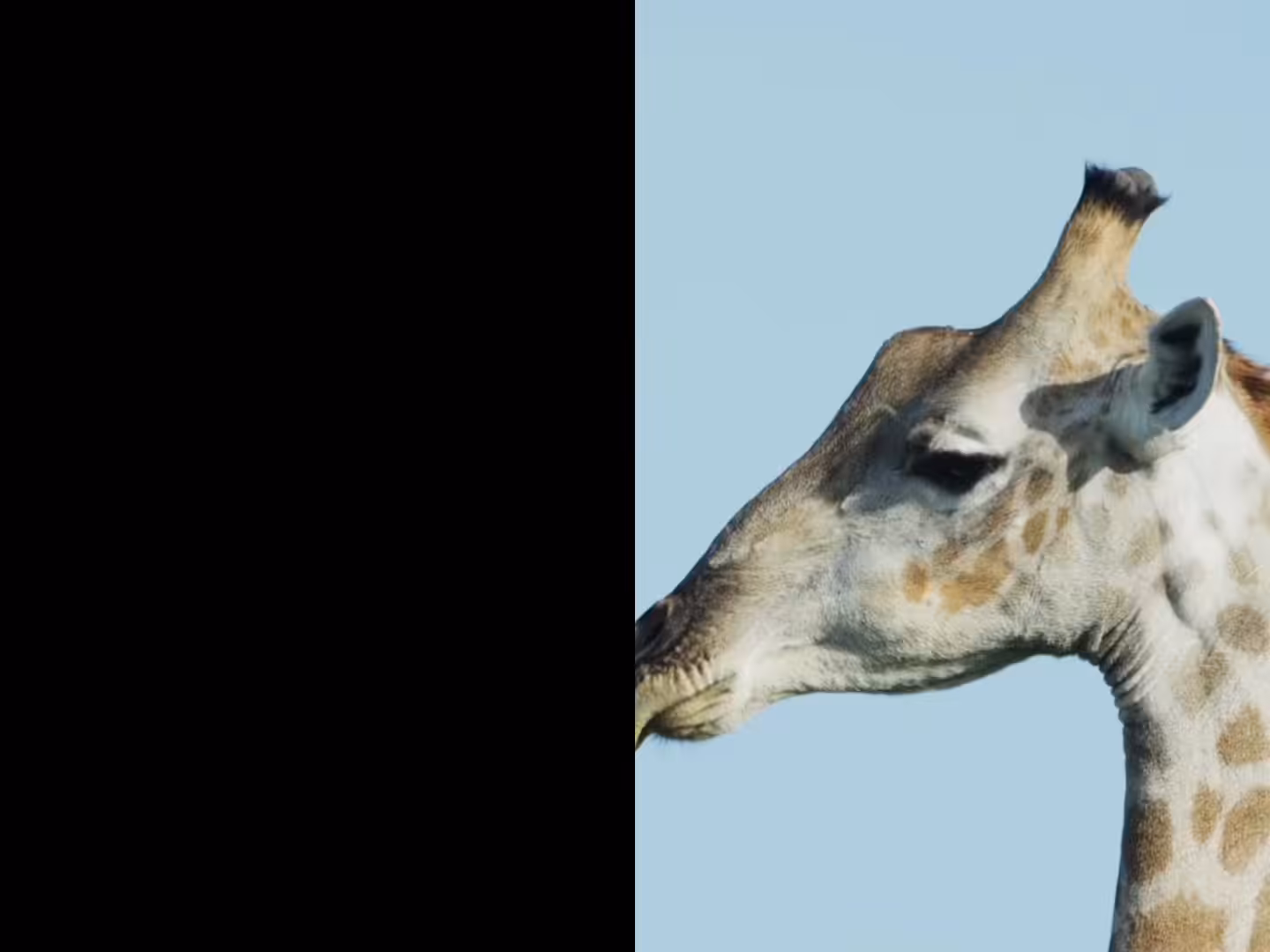 Engine Diptych: Portrait of a Giraffe I