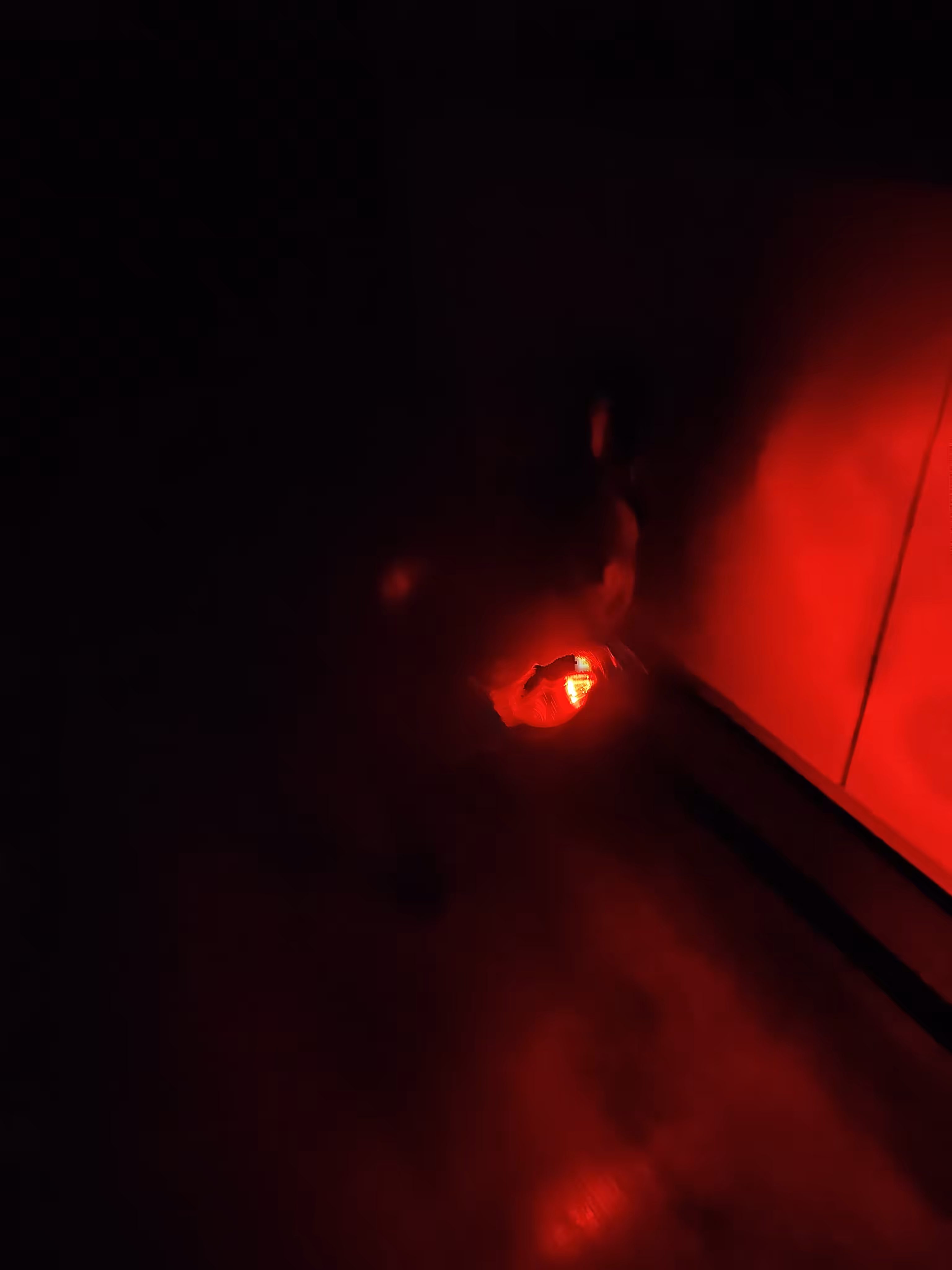 red light night creatures  