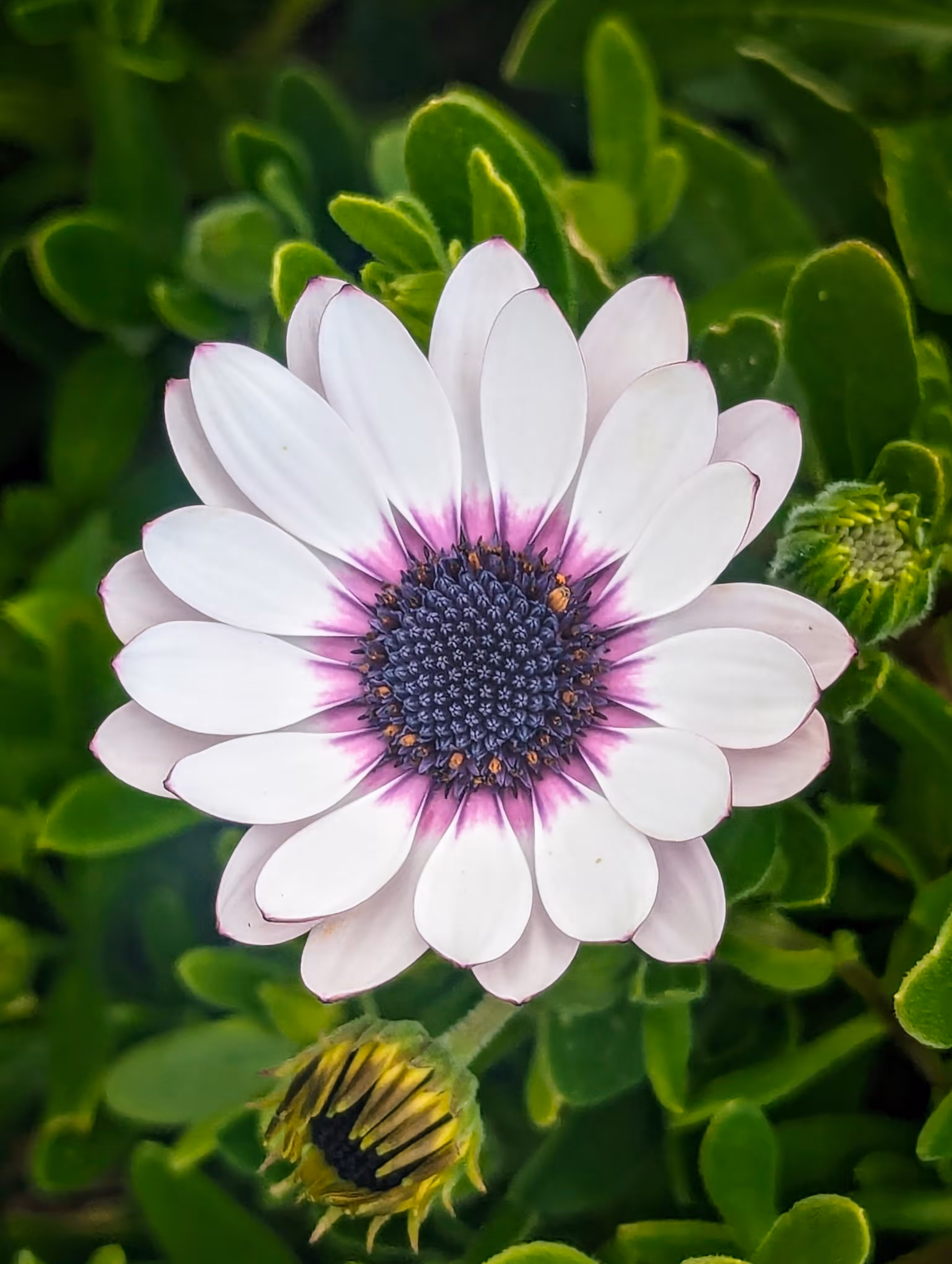 Daisy super star