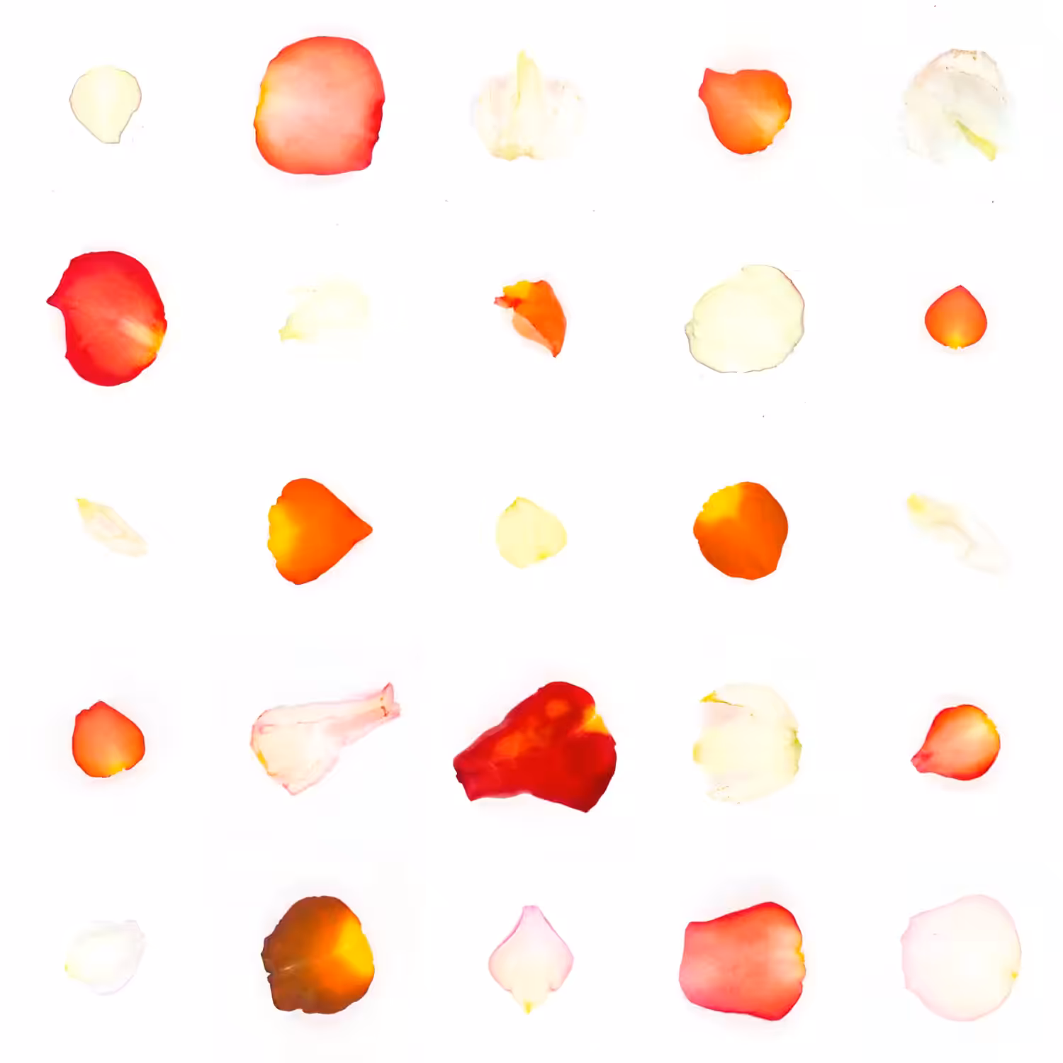 Infinite Petals 5x5#2591