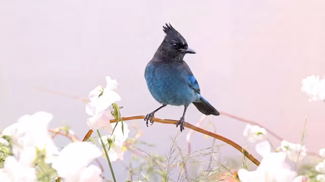Birds Observations: Stella, A Place Between