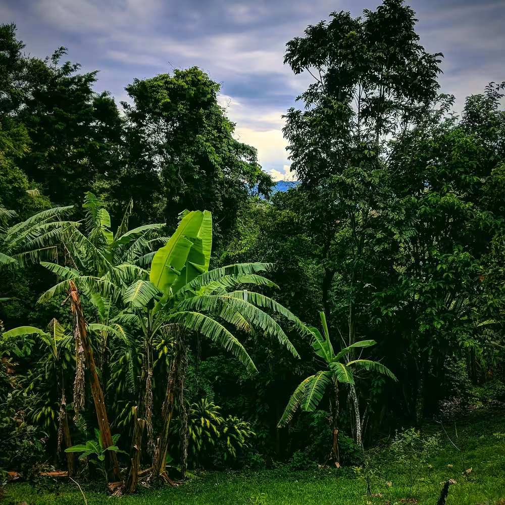 Costa Rican Jungle