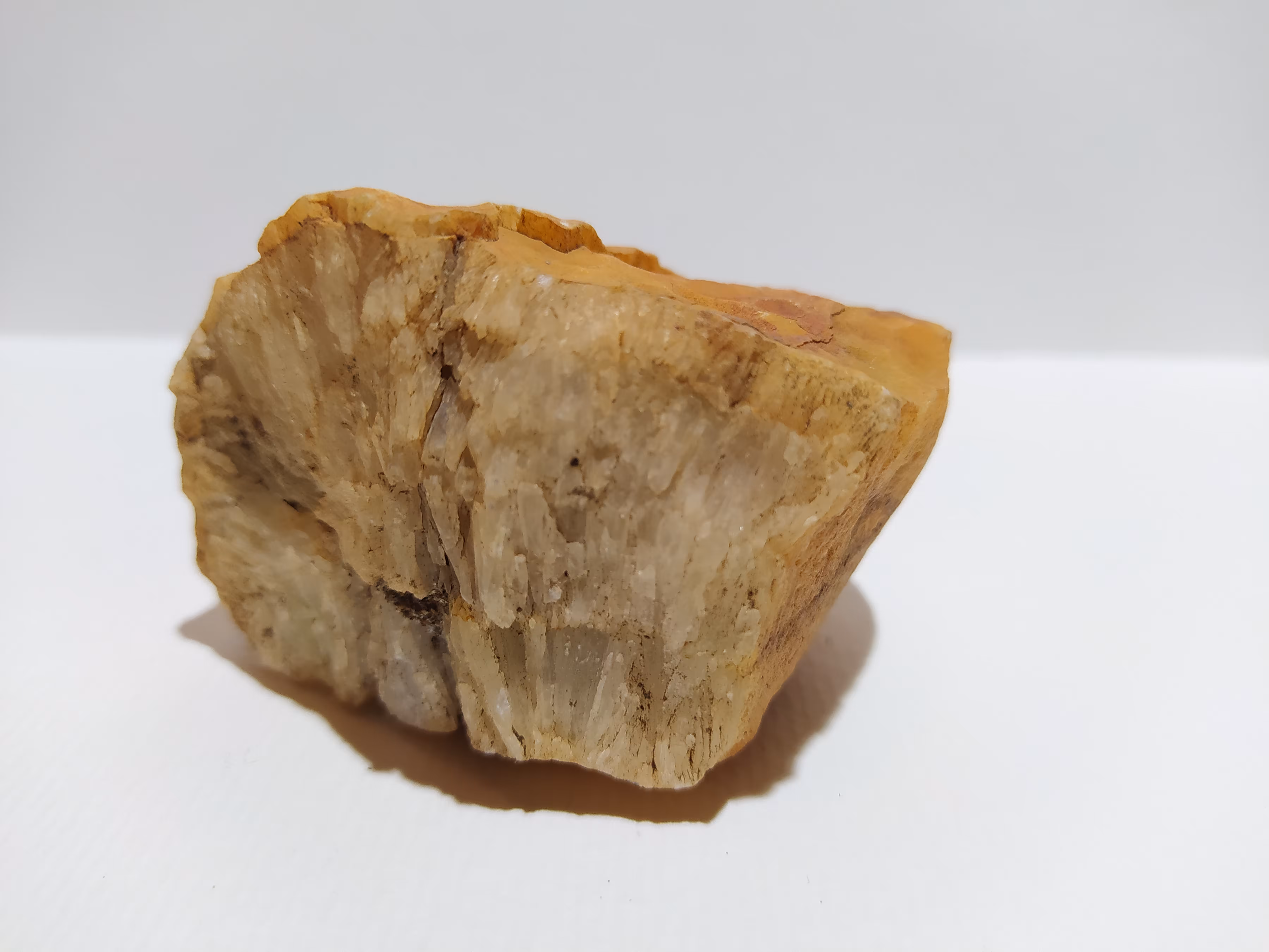 Cthulucene Fossils