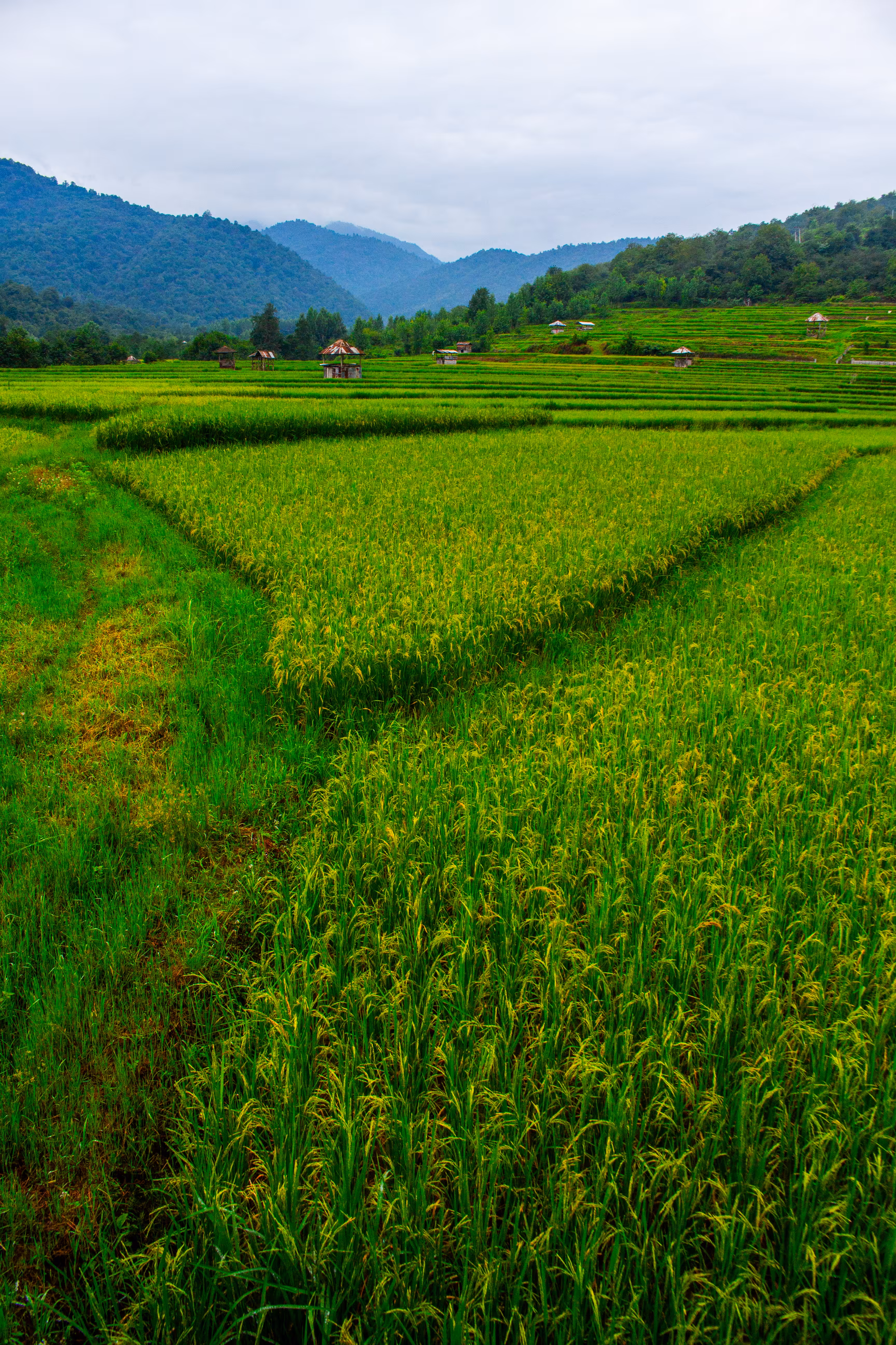 Rice fields