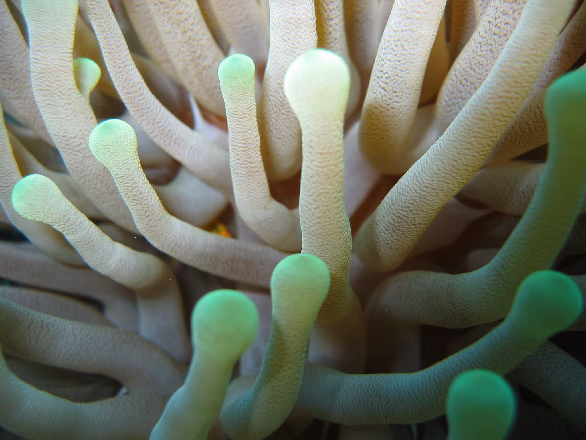 Sea Anemone