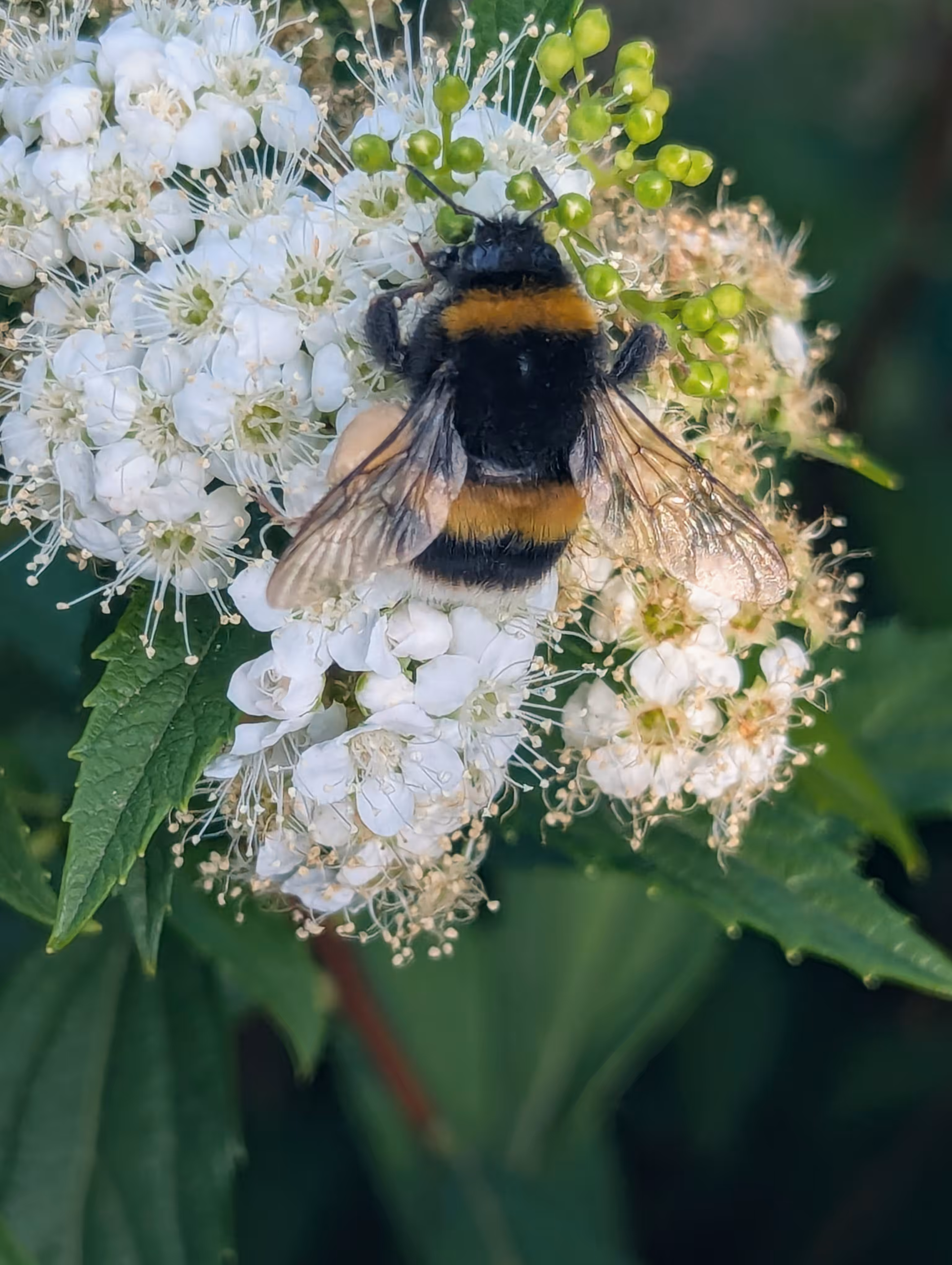 Luke_0x1 Photography : Bumble around