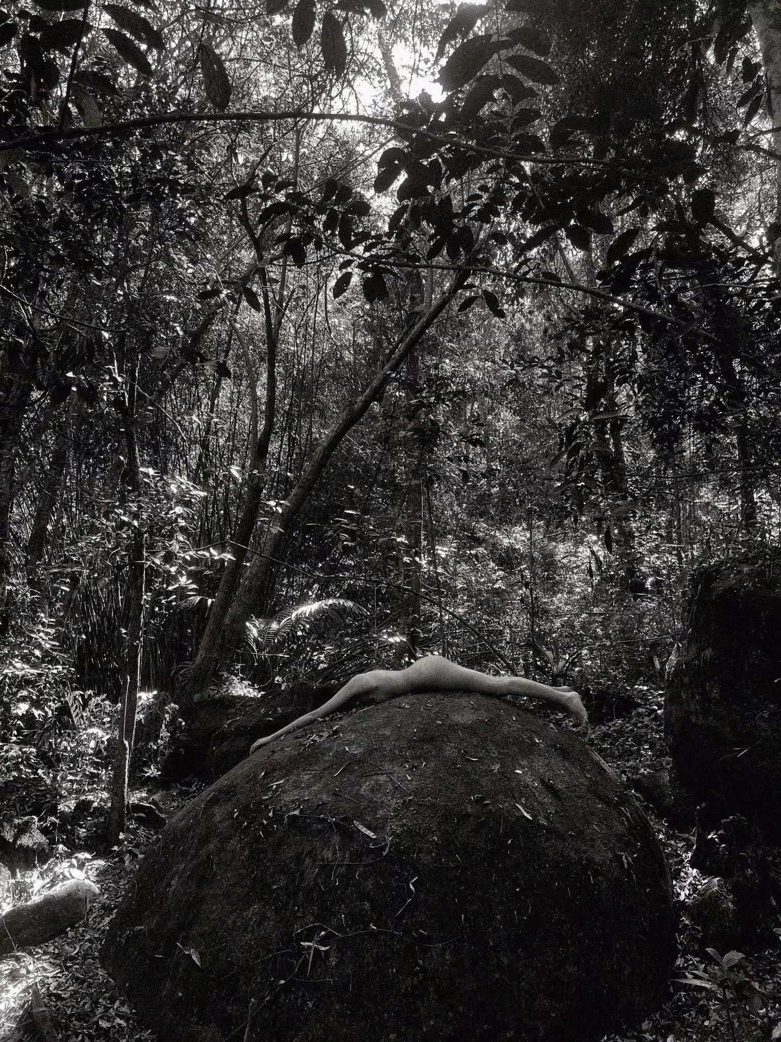 The forest inside me #1 