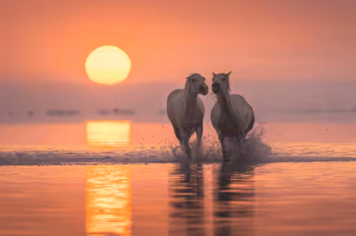 White Angels of Camargue #9
