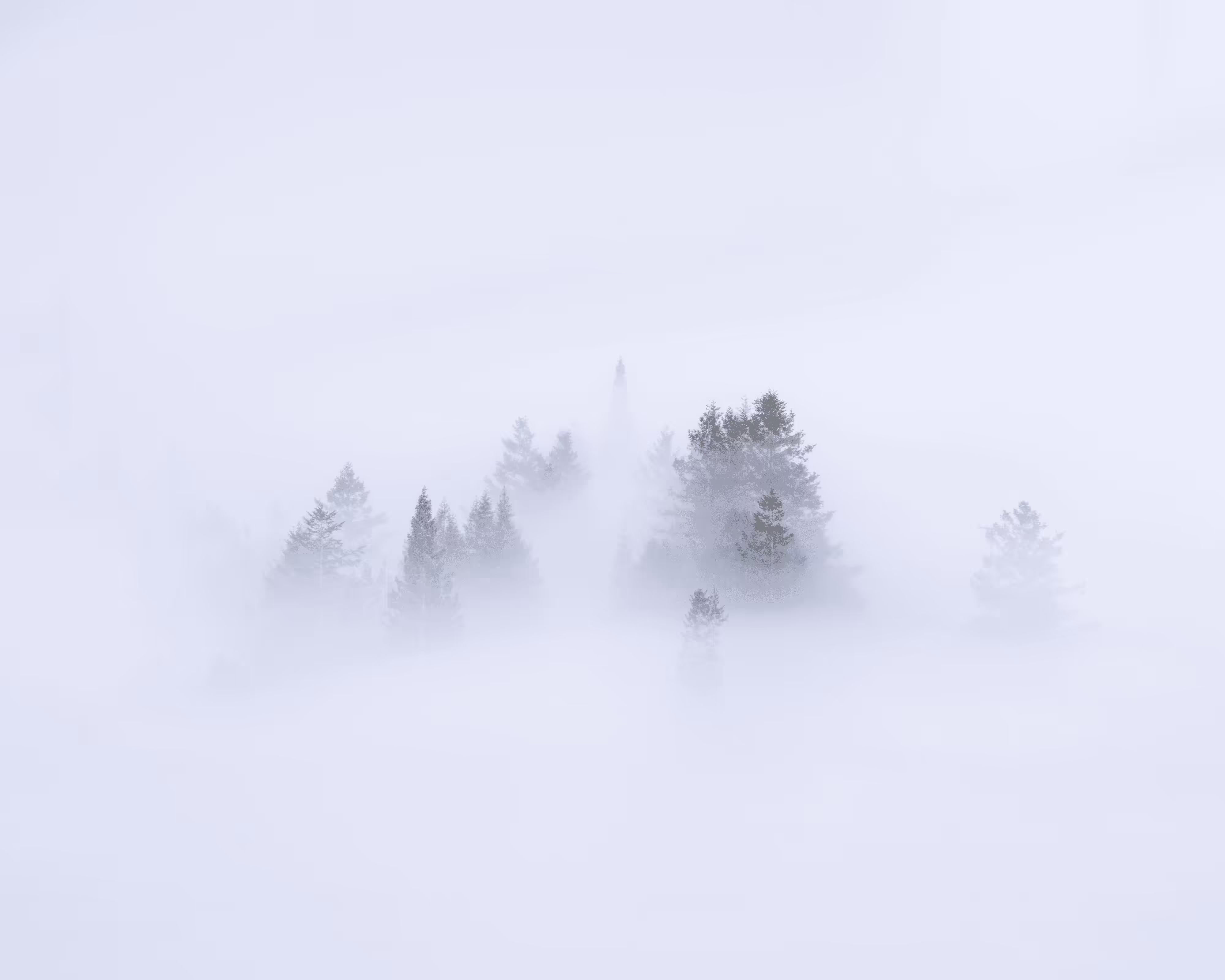 A Symphony of Fog #42