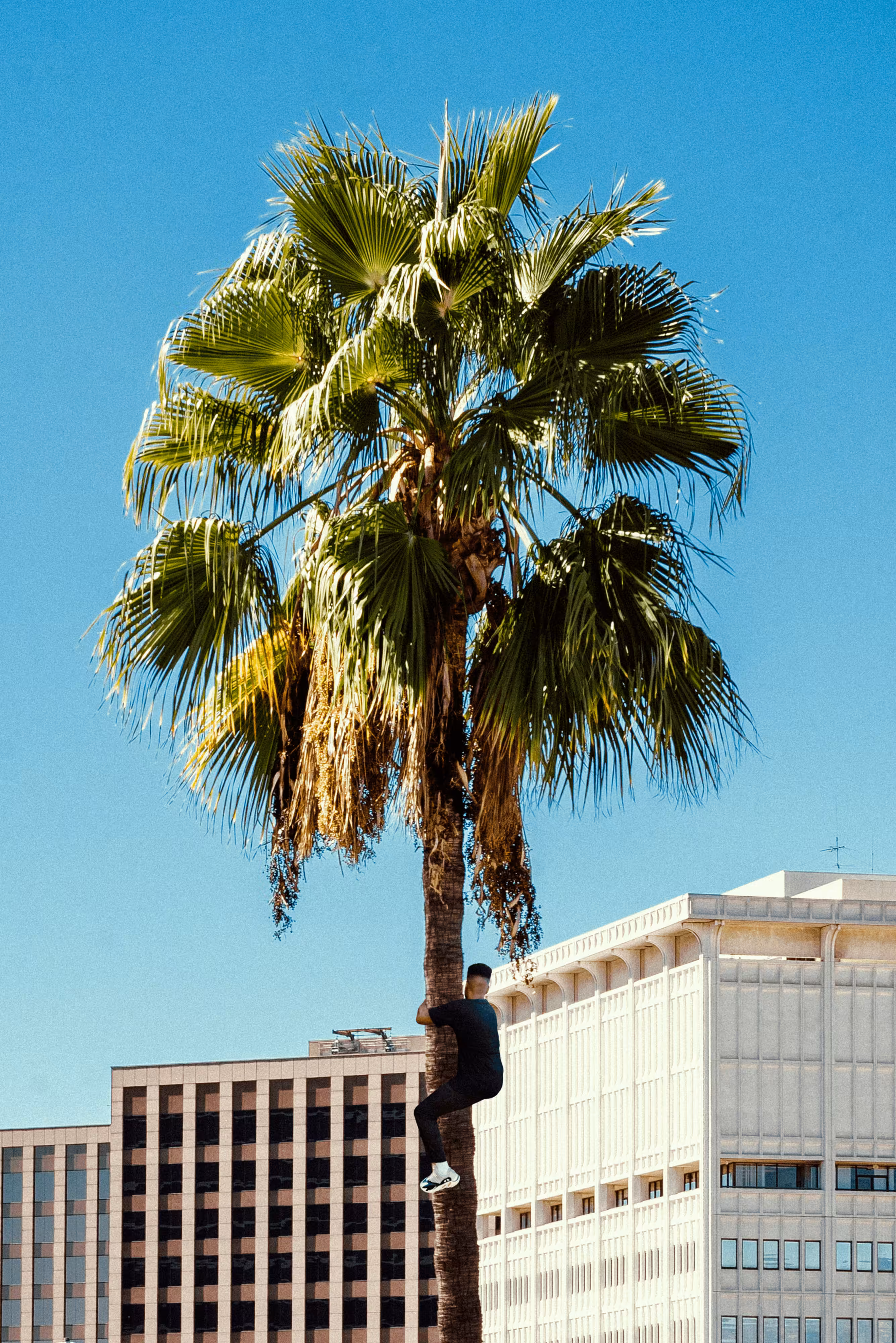 Palm Tree