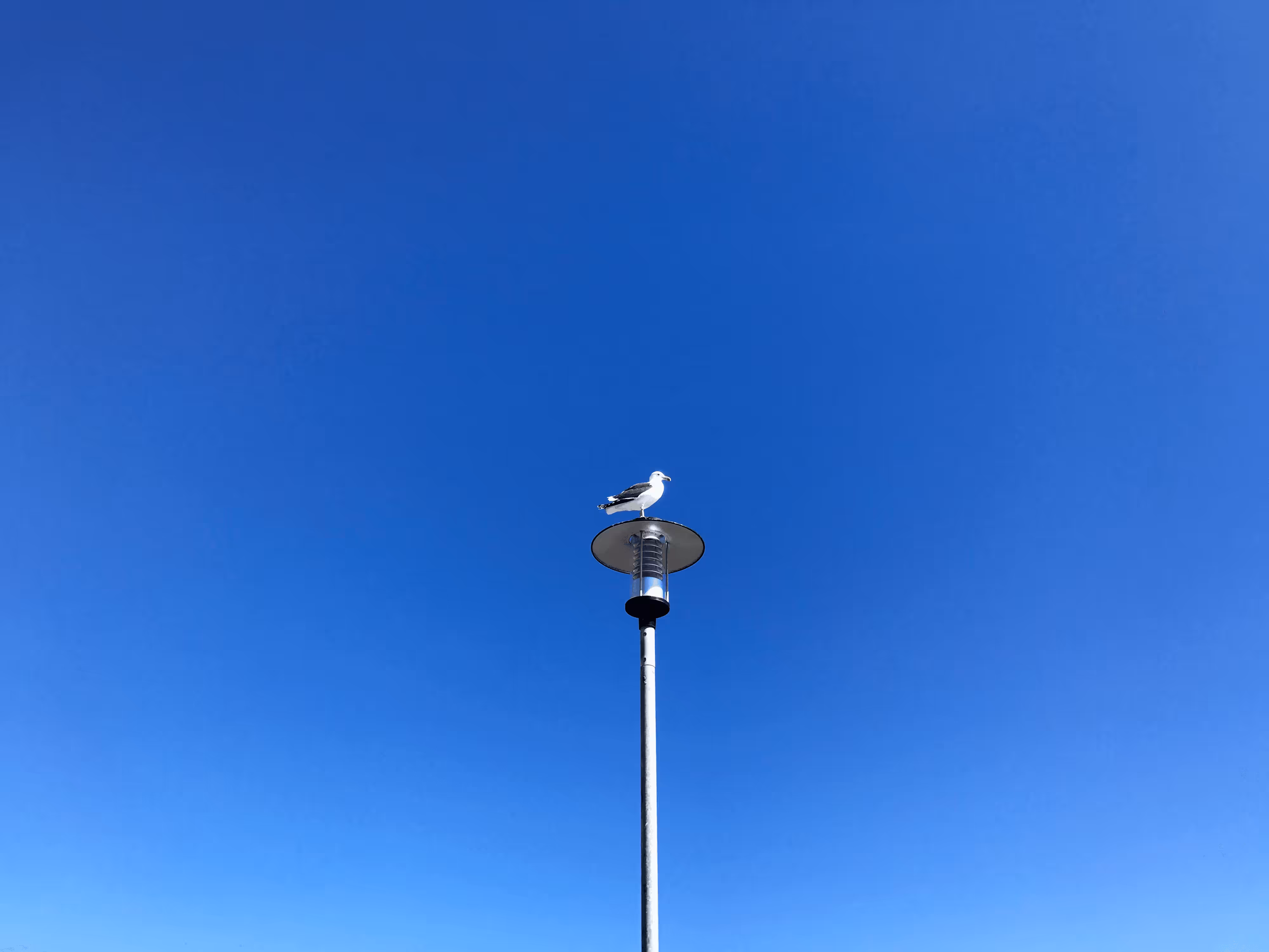 BIRDS OF A FEATHER FLOCK TOGETHER