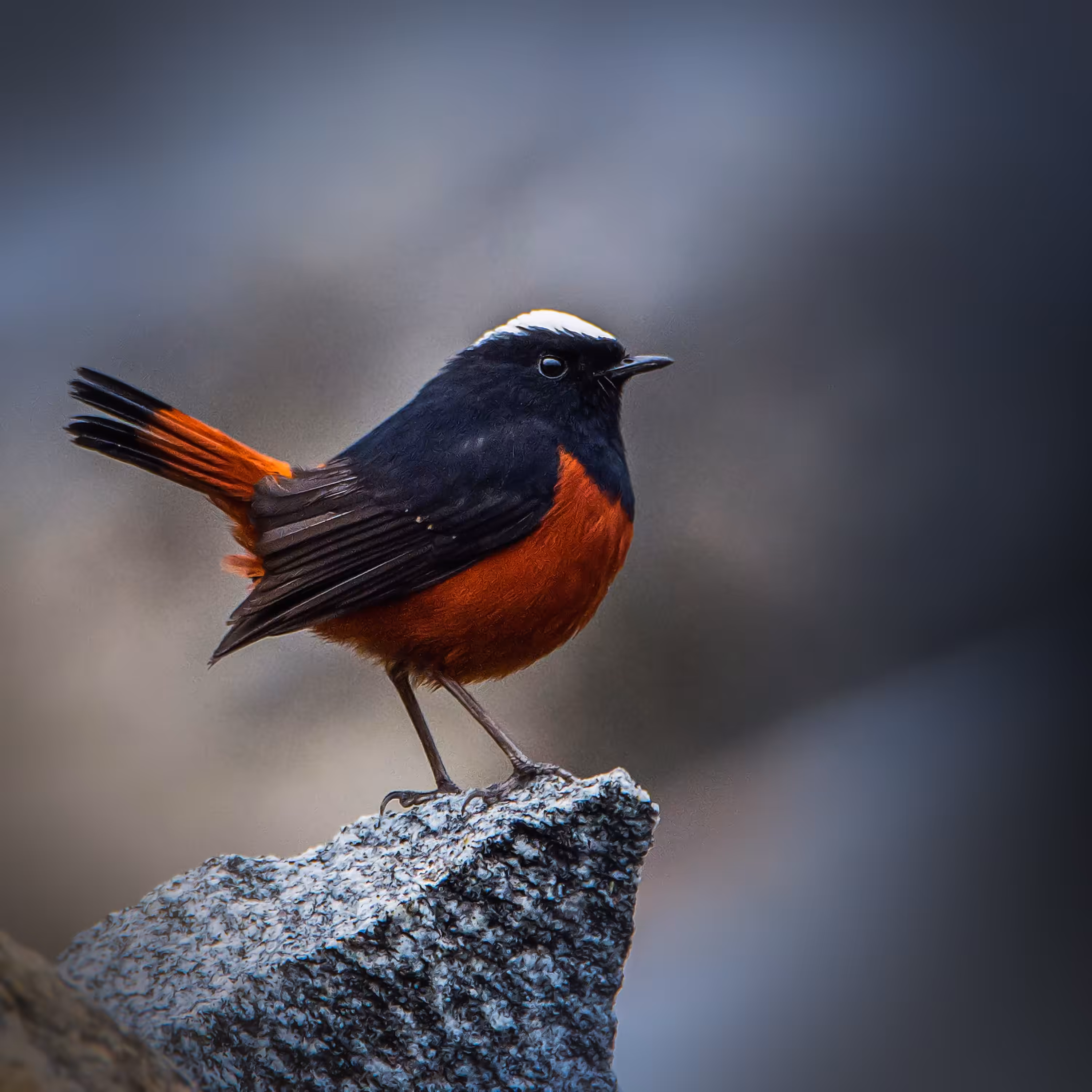 White-capped Redstart