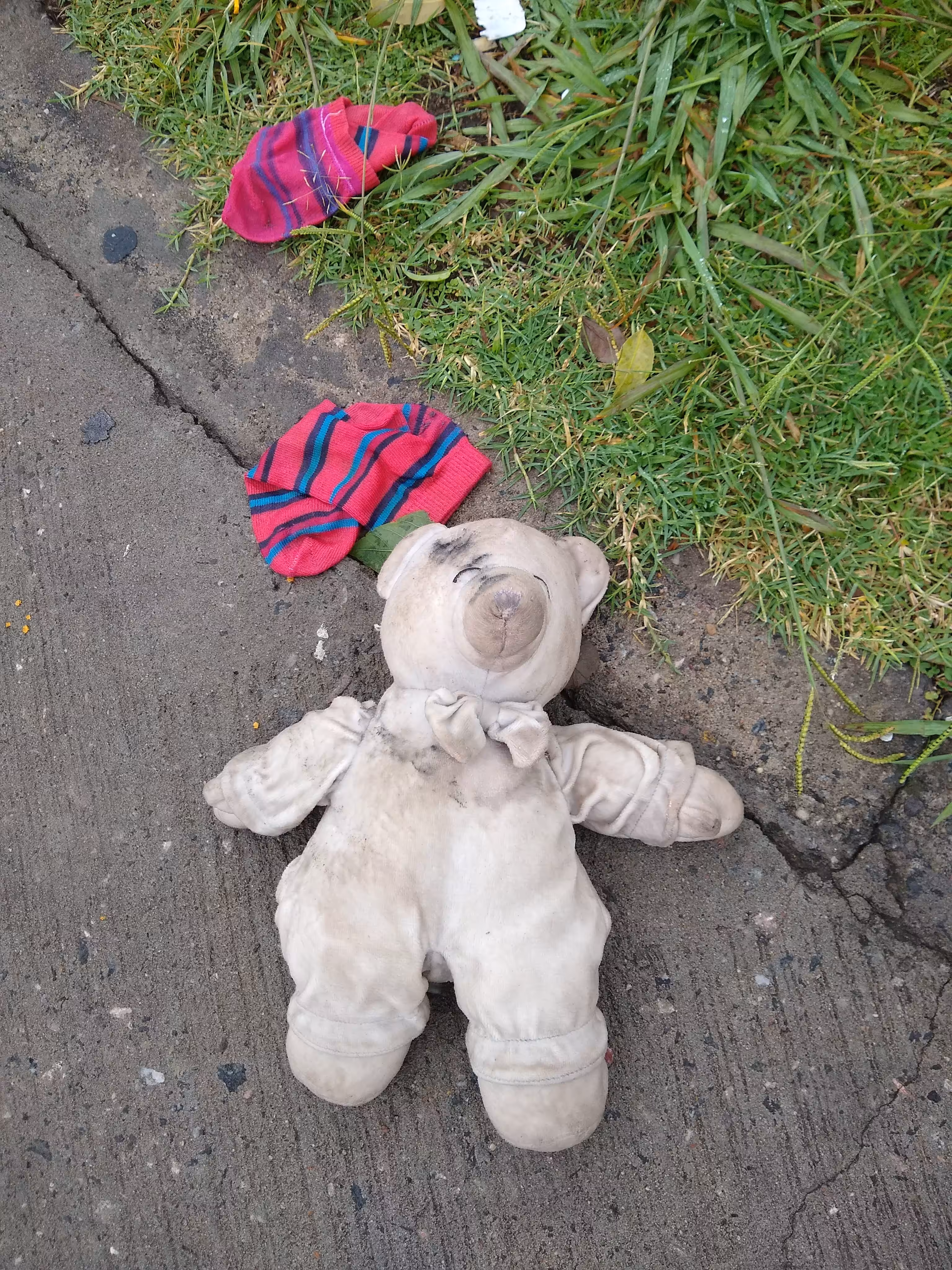 Bear+ socks