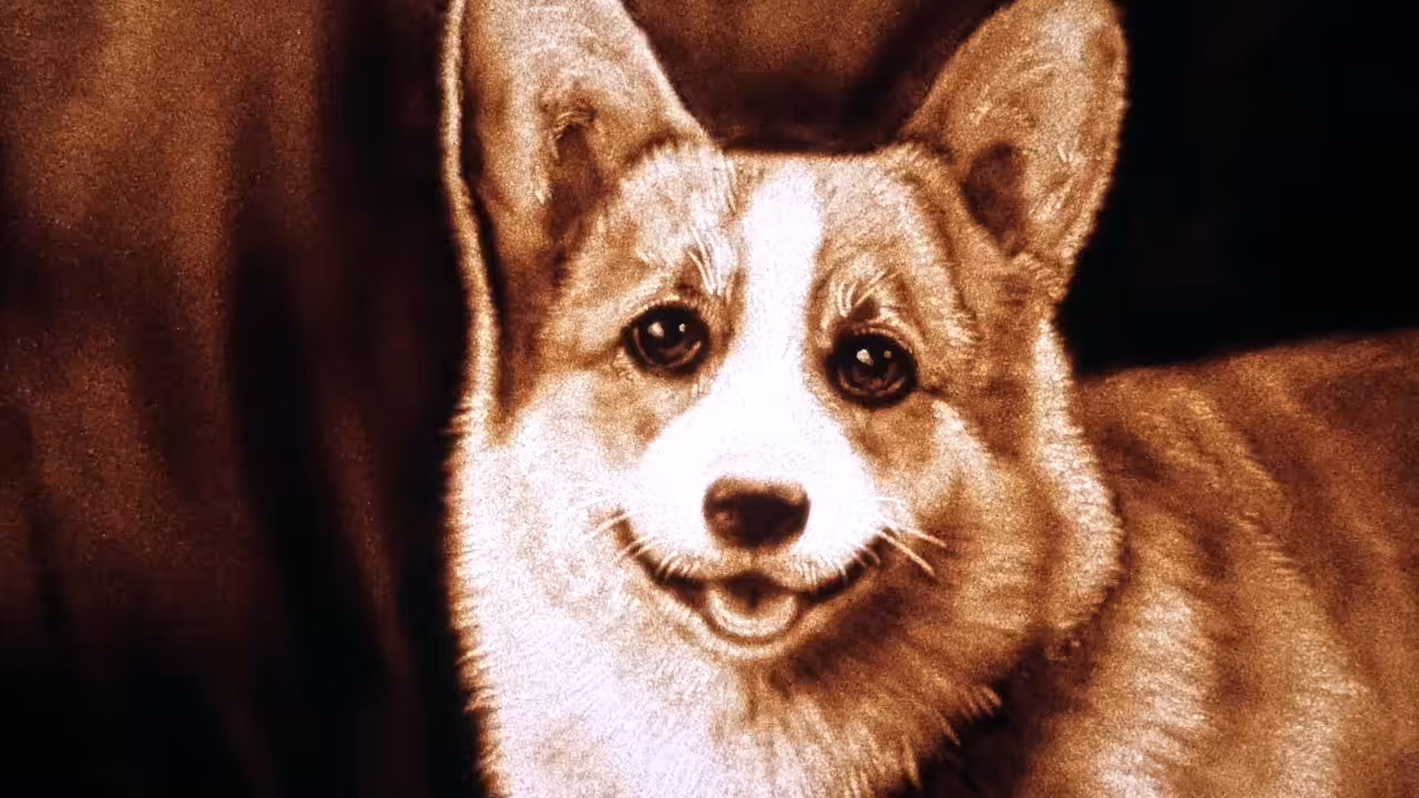 Queen's Dog Welsh Corgi