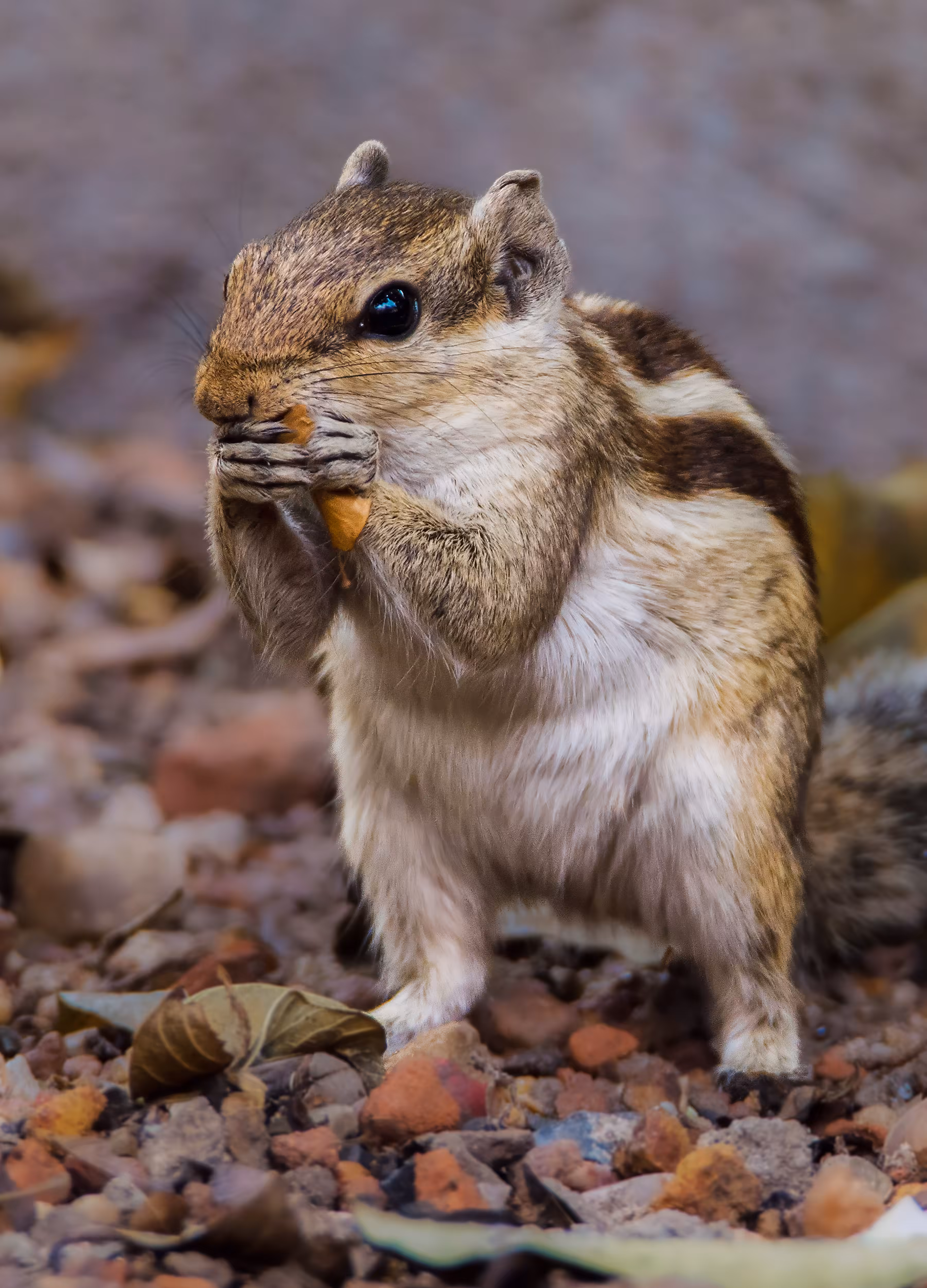 The Happy Valley: Indian Palm Squirrel 