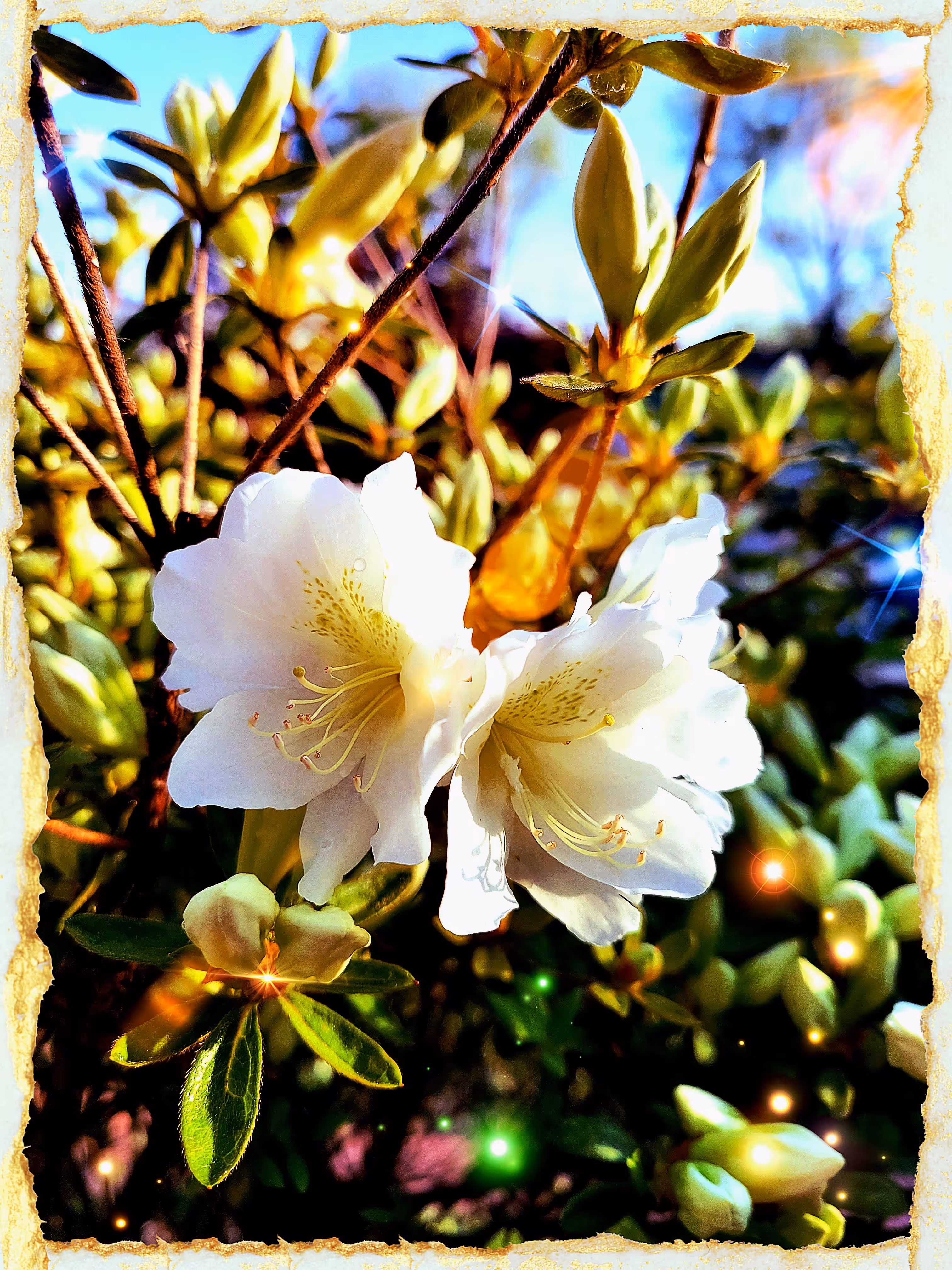 White Azaleas in Spring 