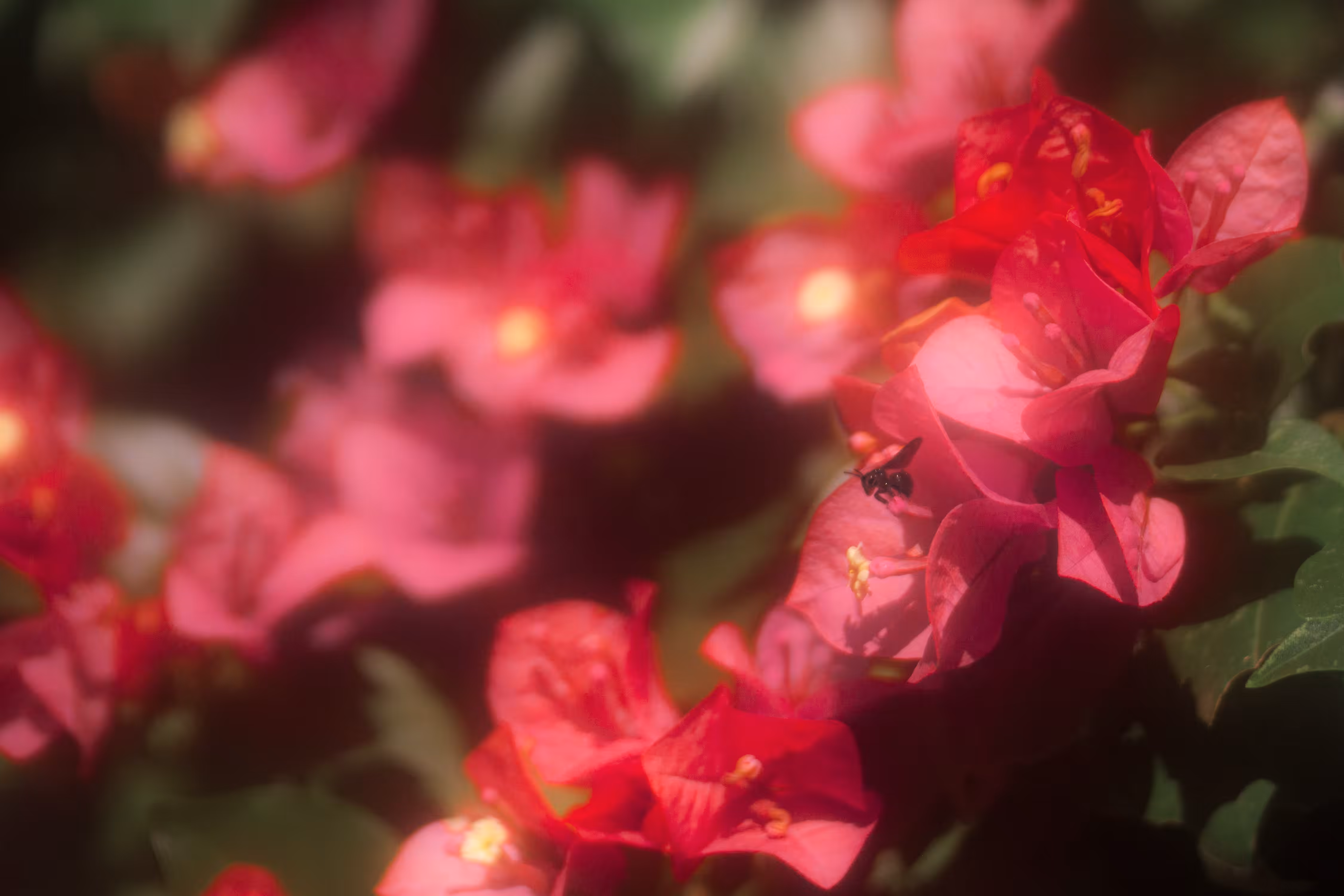 Primavera.1