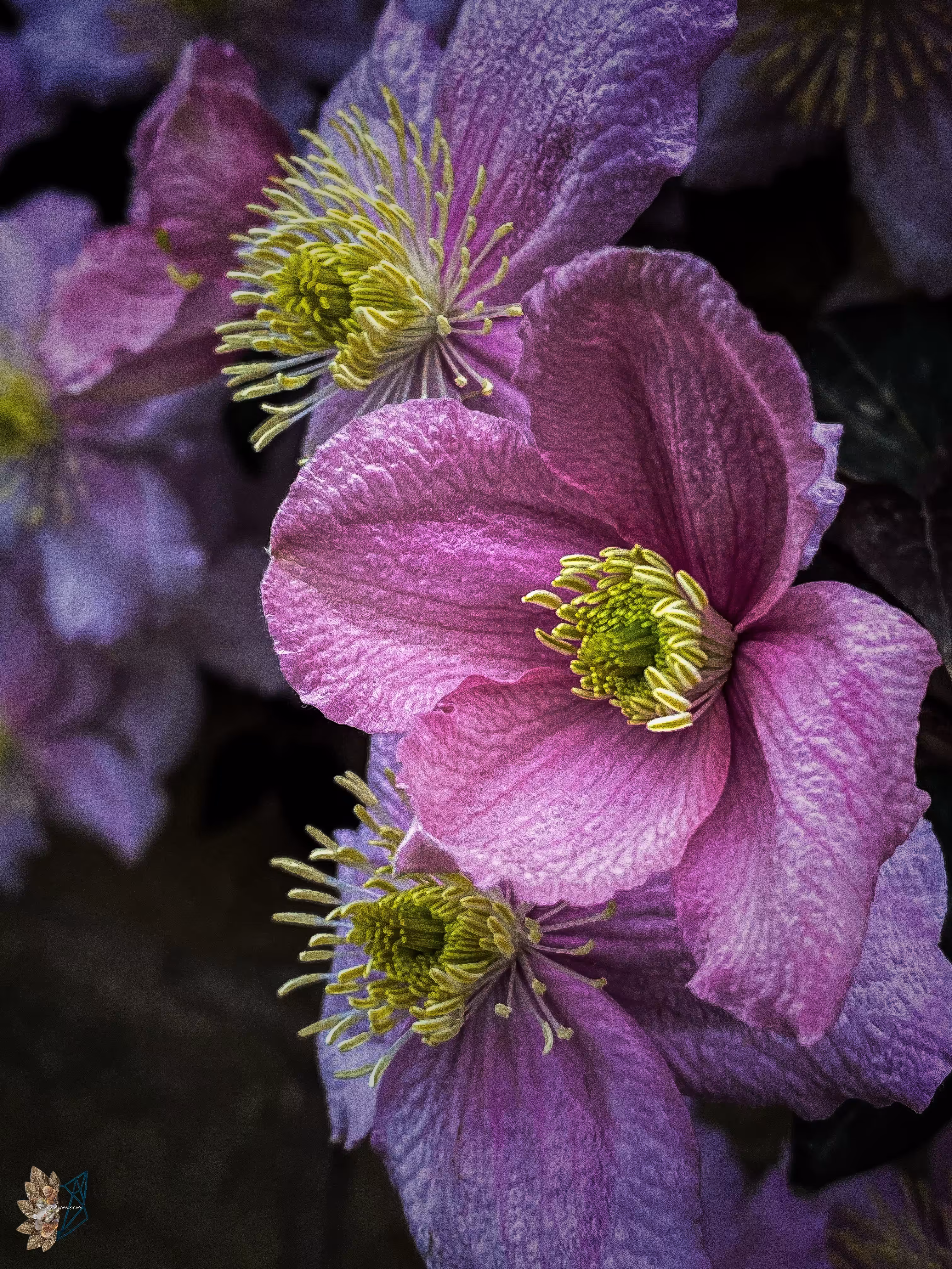 Blushing Tranquility