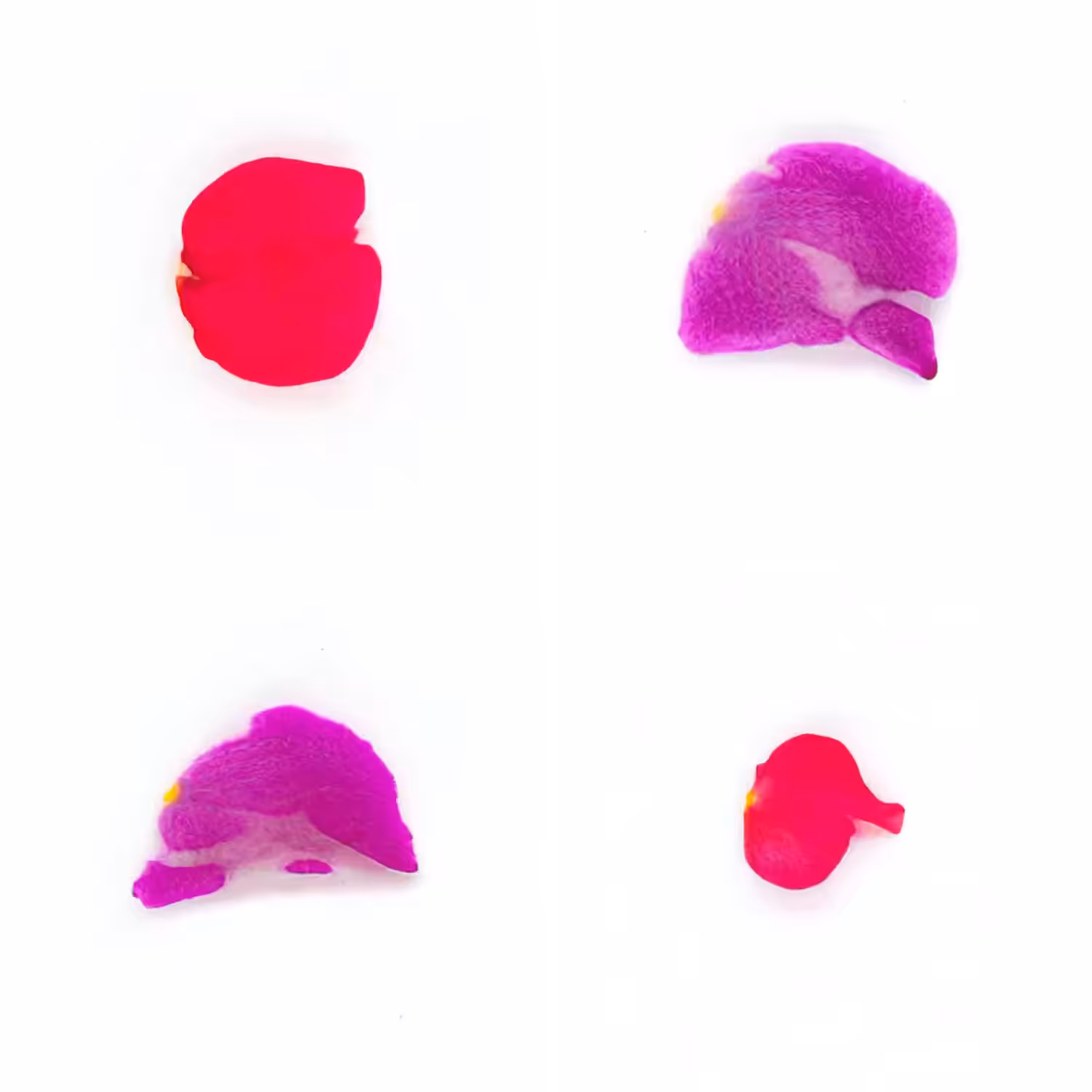 Infinite Petals 2x2#20093