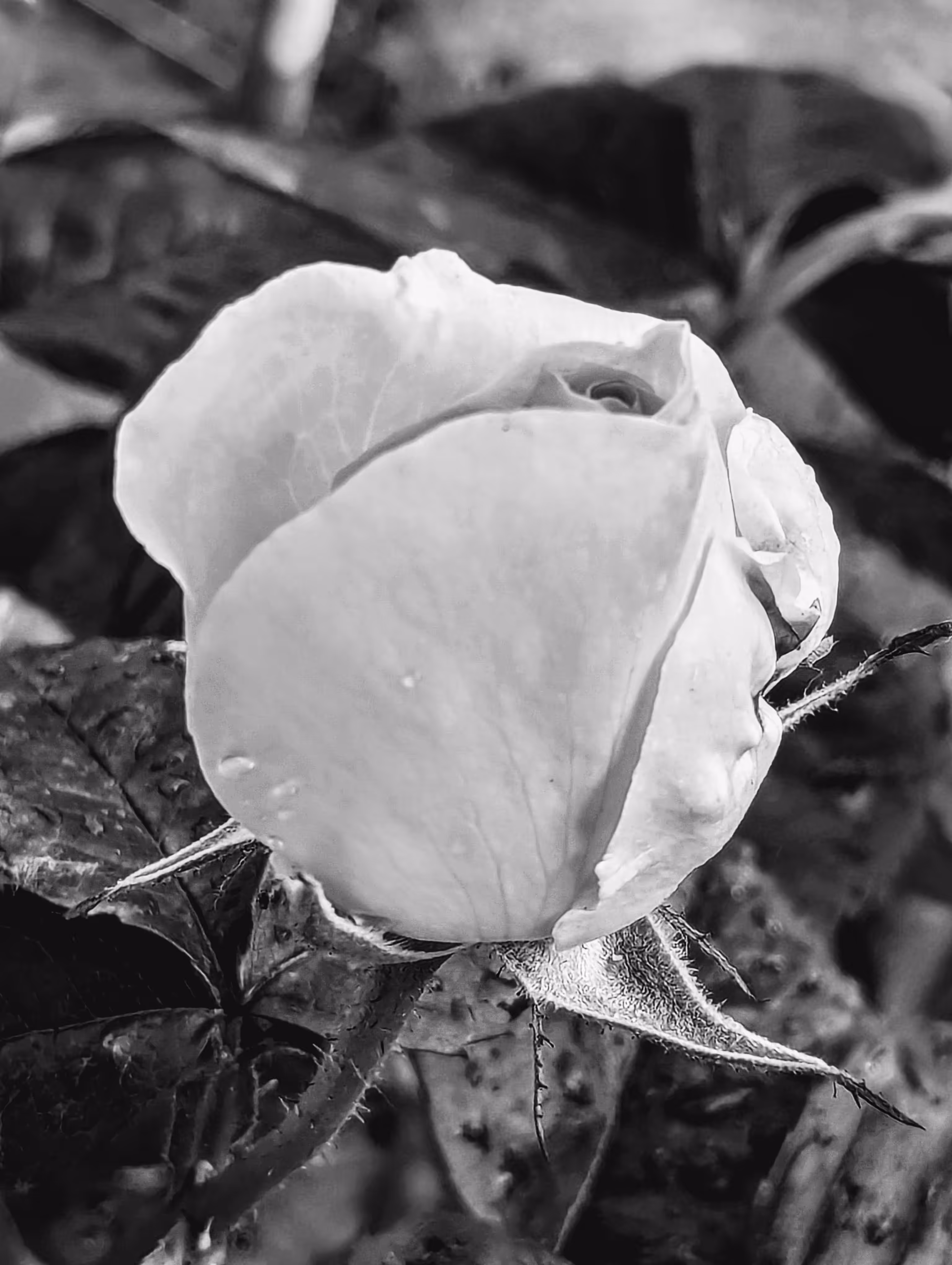 Luke_0x1 Photography : Rose of the morning
