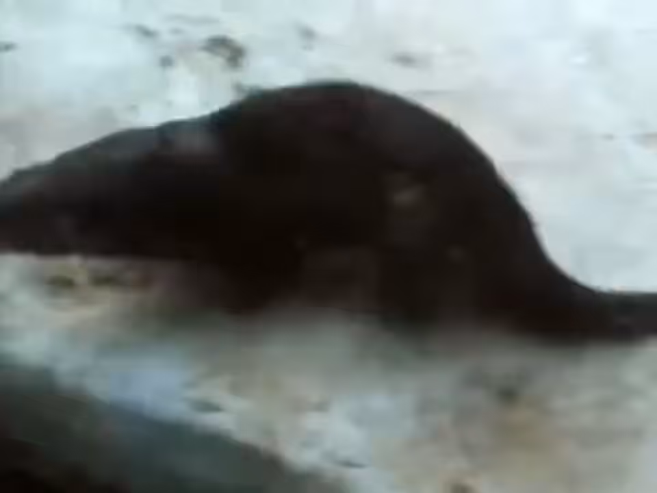 North American River Otter
