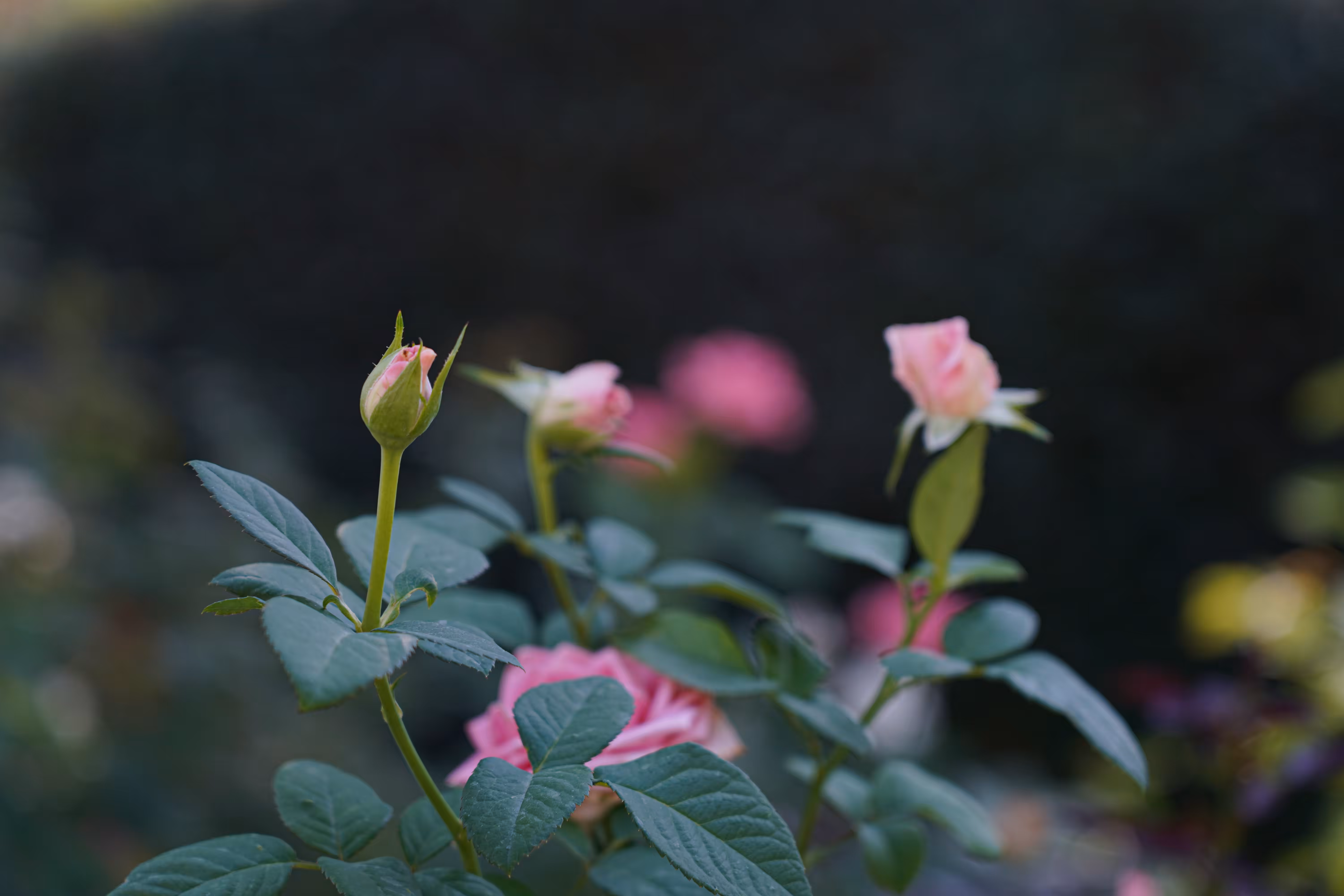 flowers: The promise of blossoming