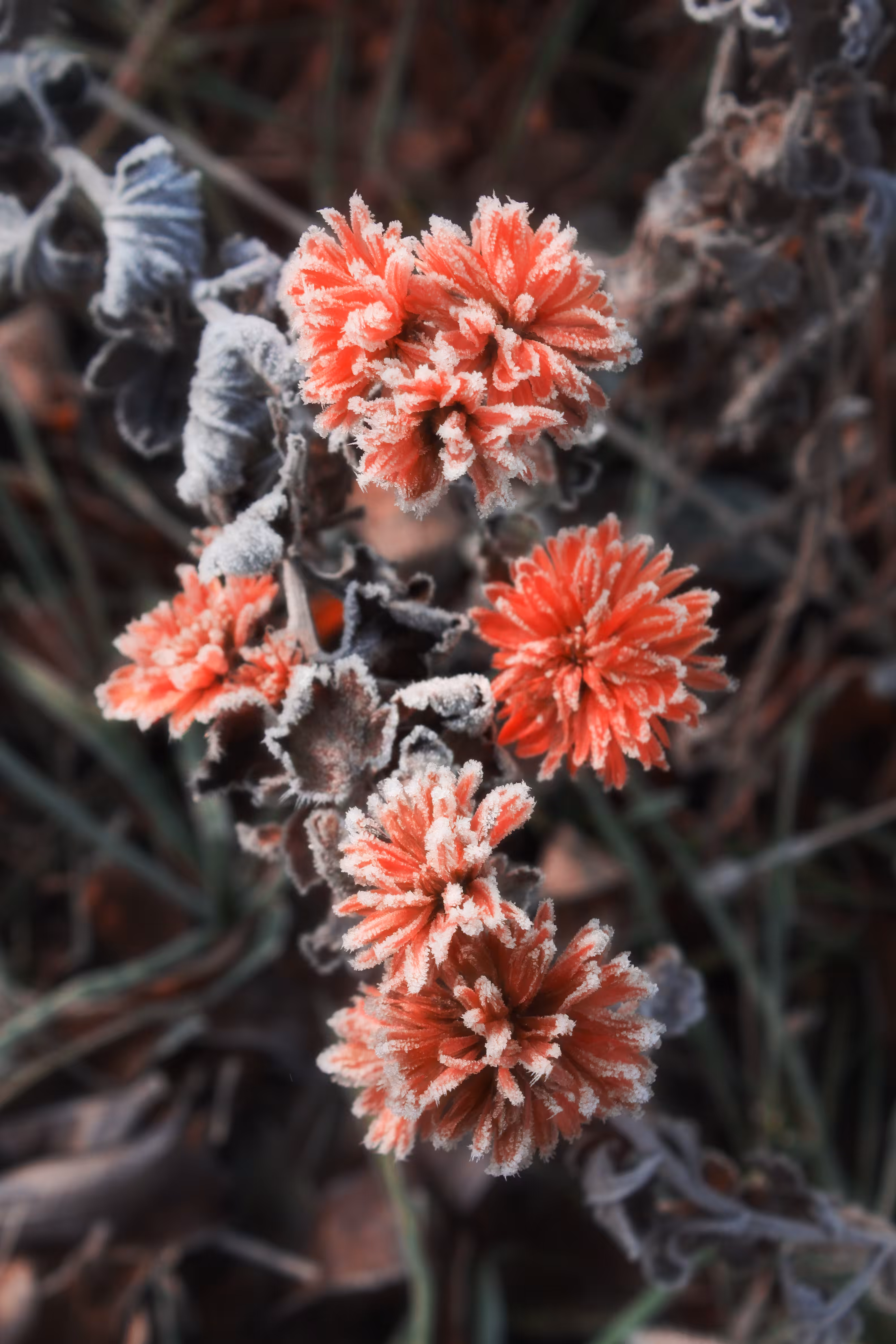 Frozen Сhrysanths