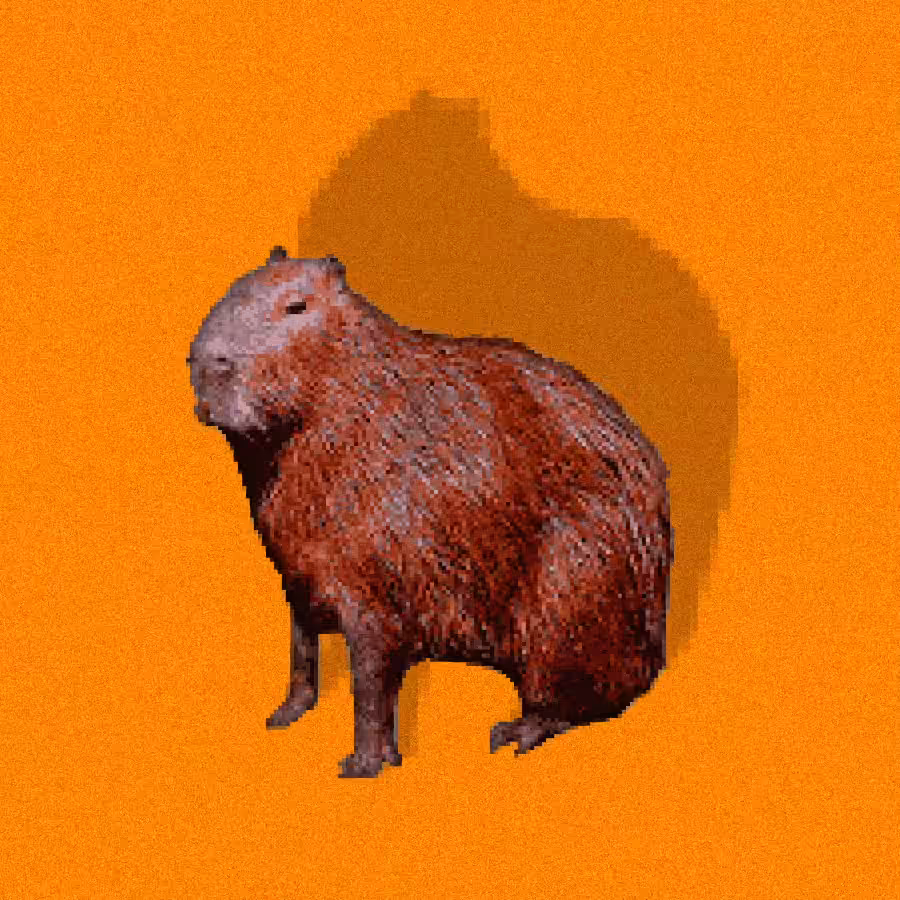 Capybara