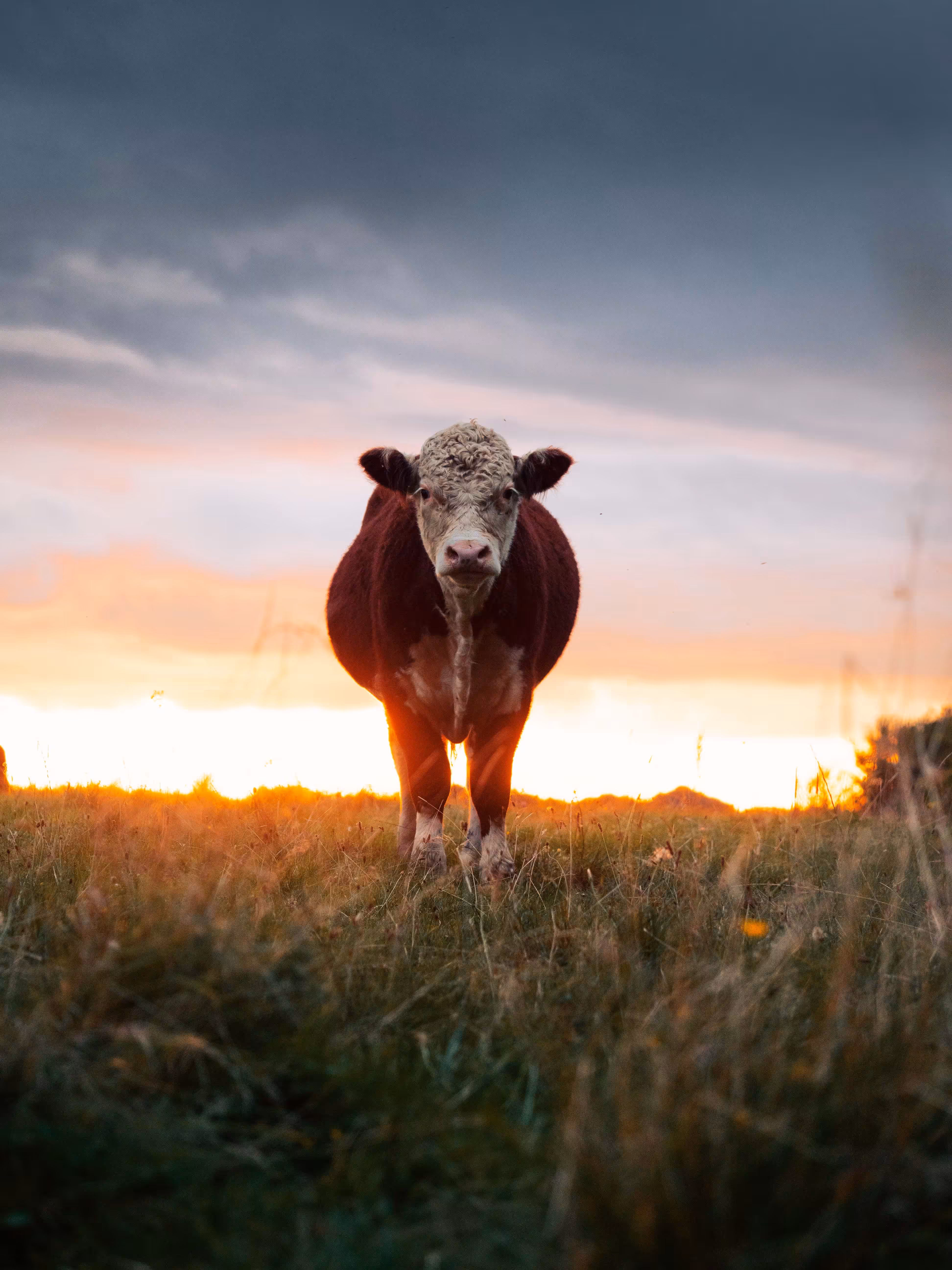 Bullish boy