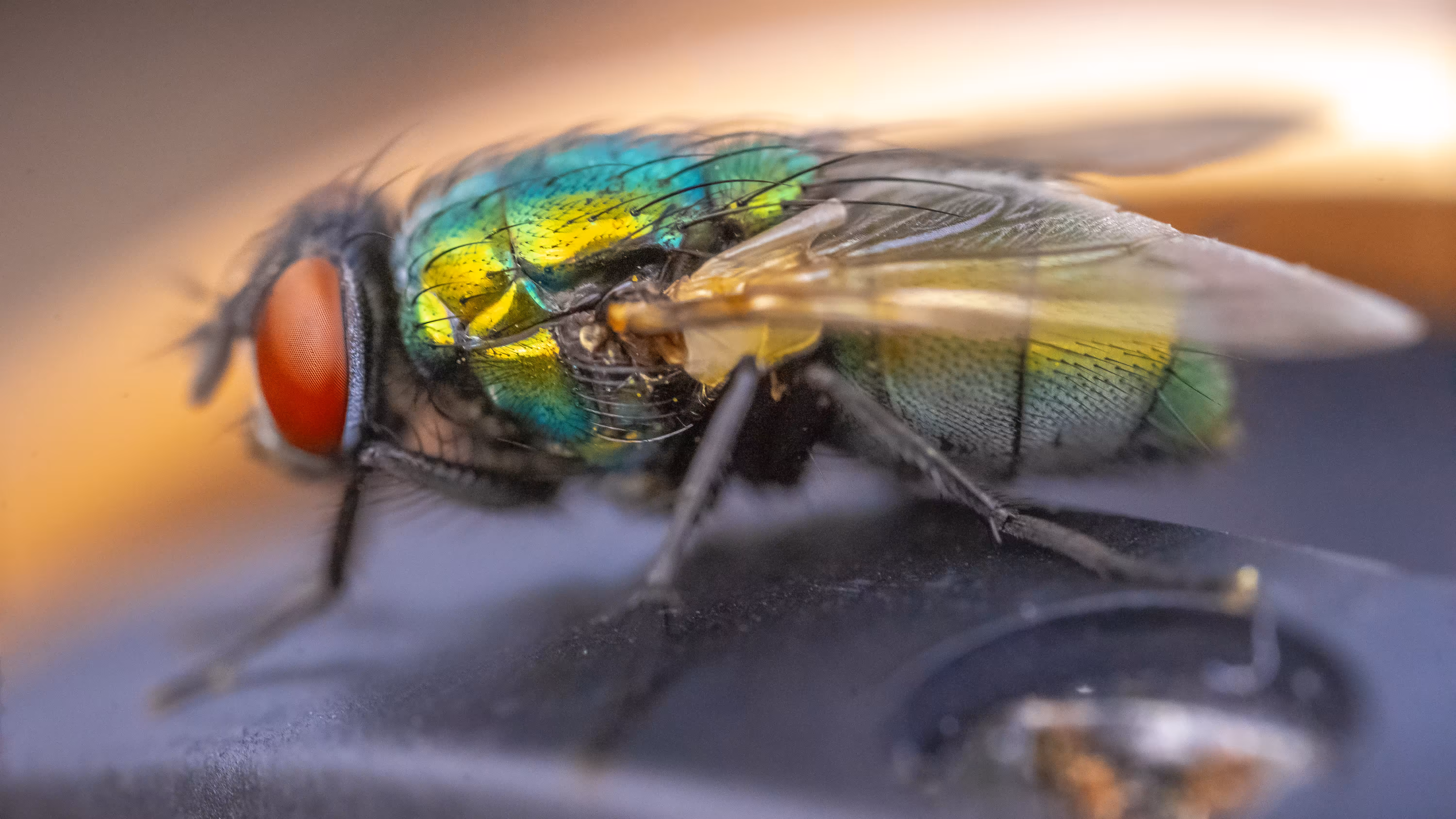 Fly