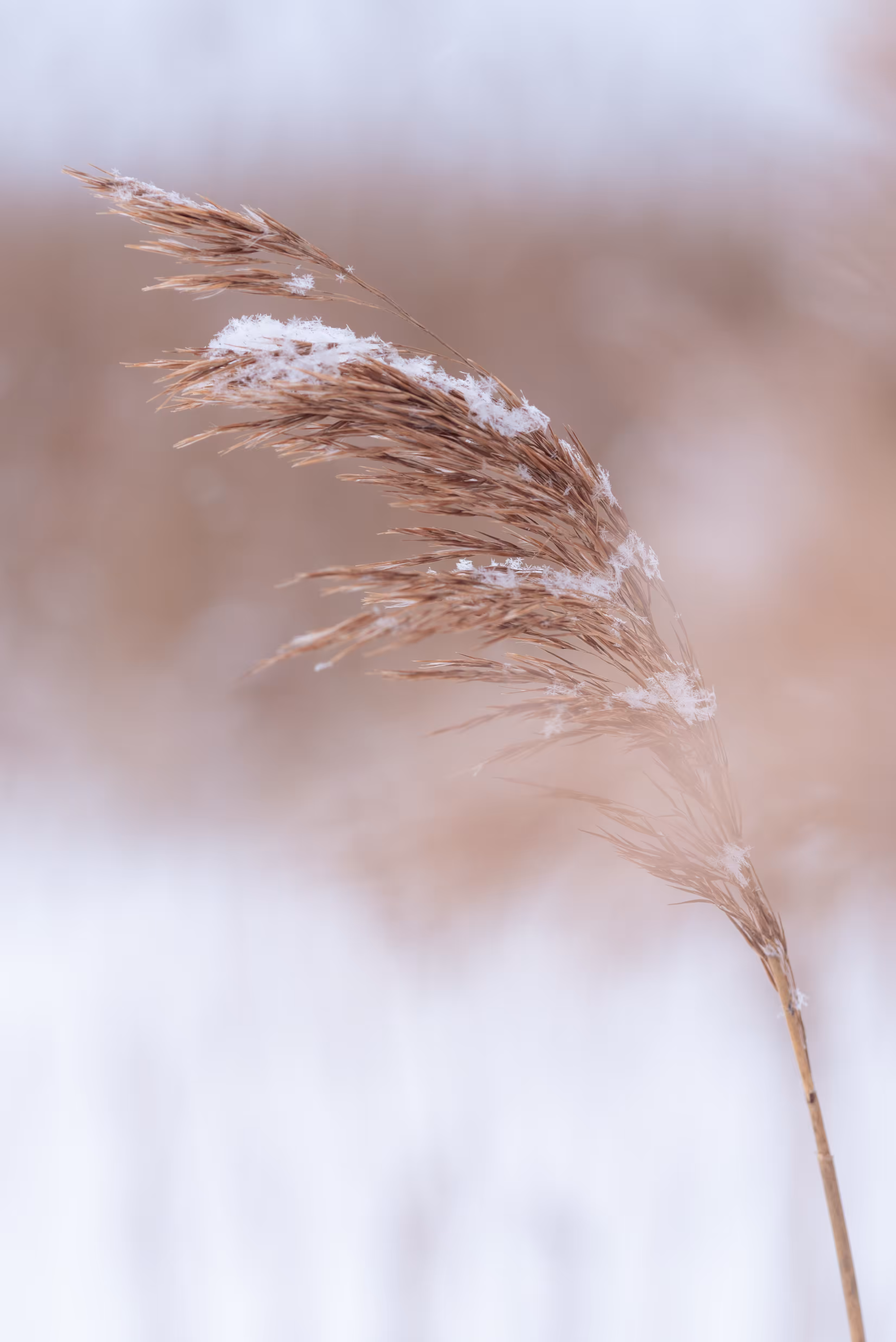 Softer Life