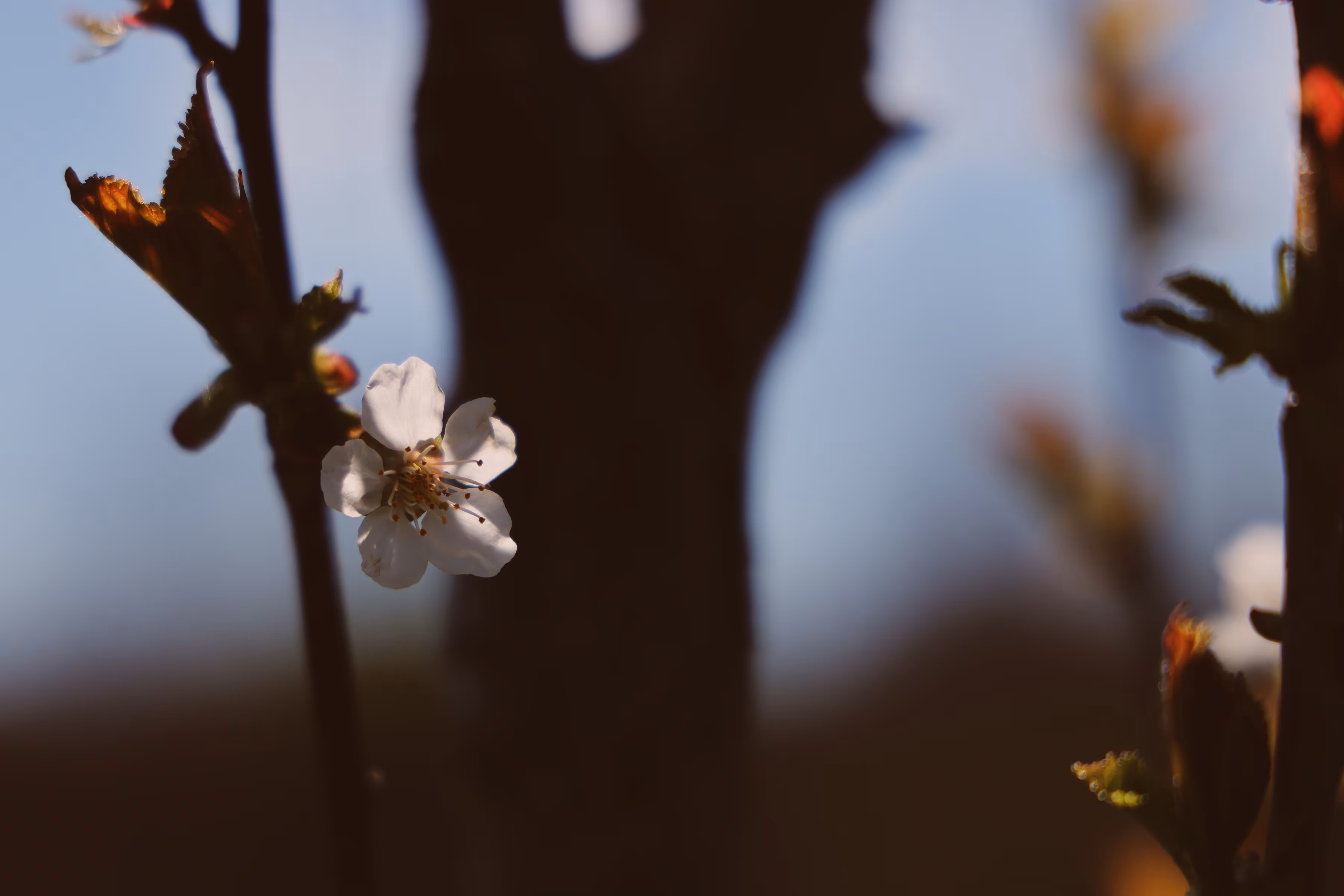 _blossom
