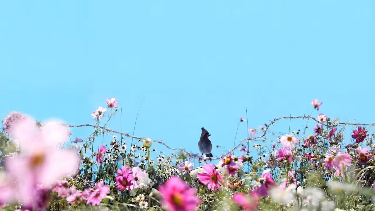 Birds Observations: Quillan, Caroline's Meadow