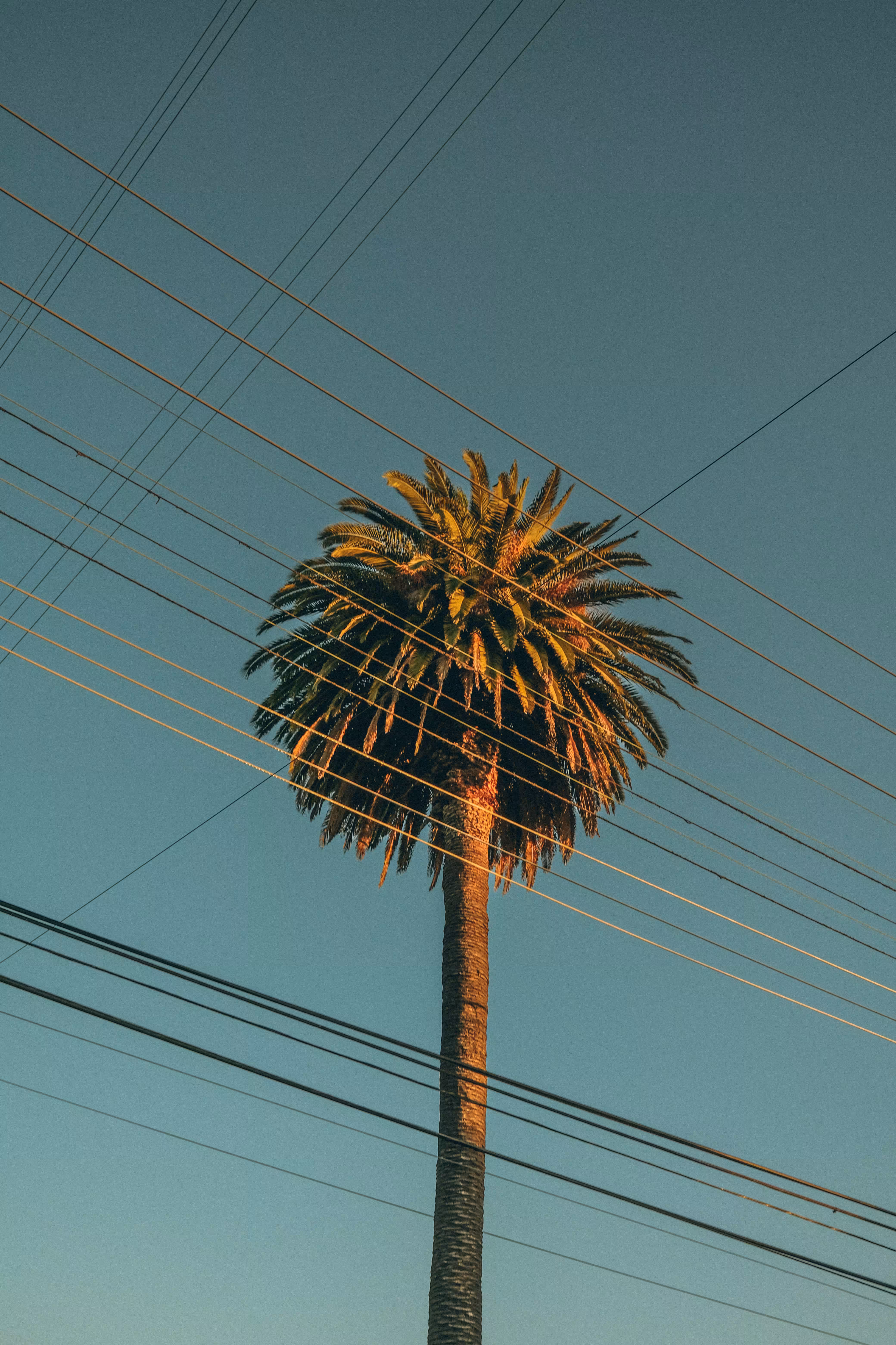 WN Visions: 0001 - "Entangled Paradise"