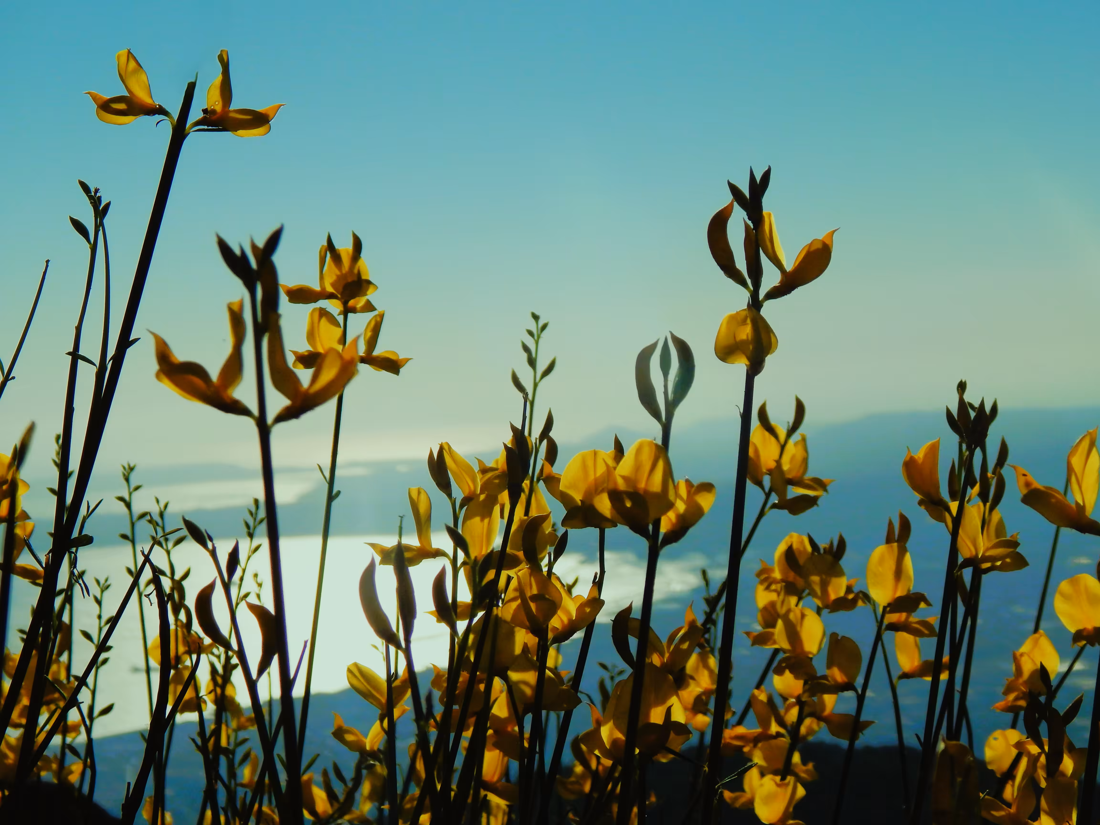 Scented broom