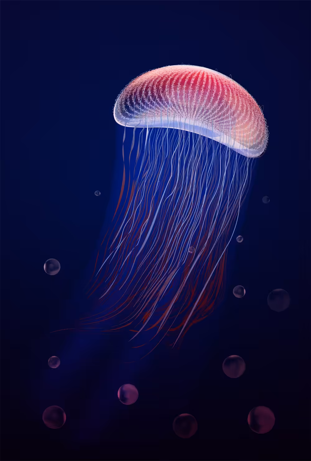 Portrait of jellyfish.
