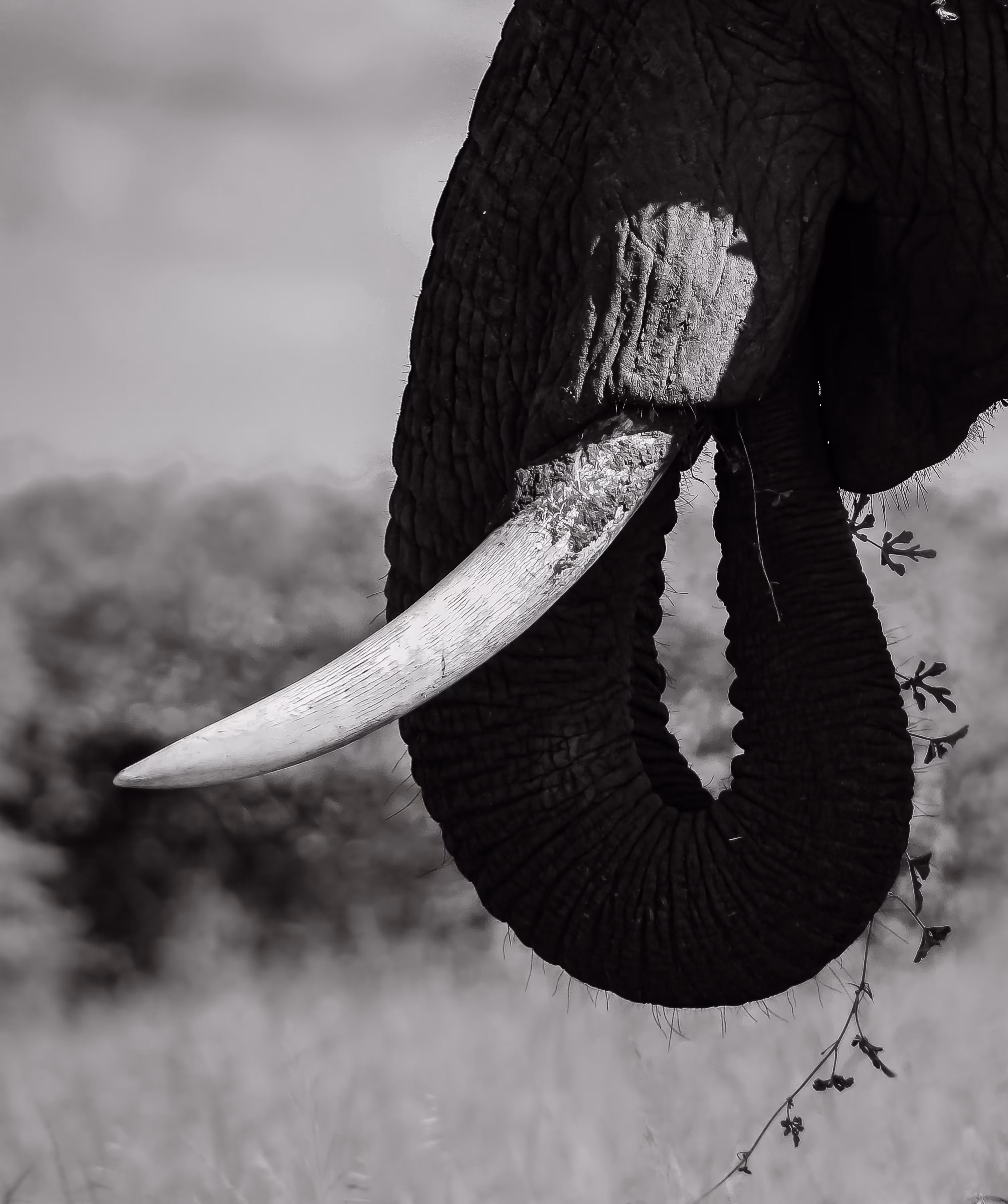 Tusker Love