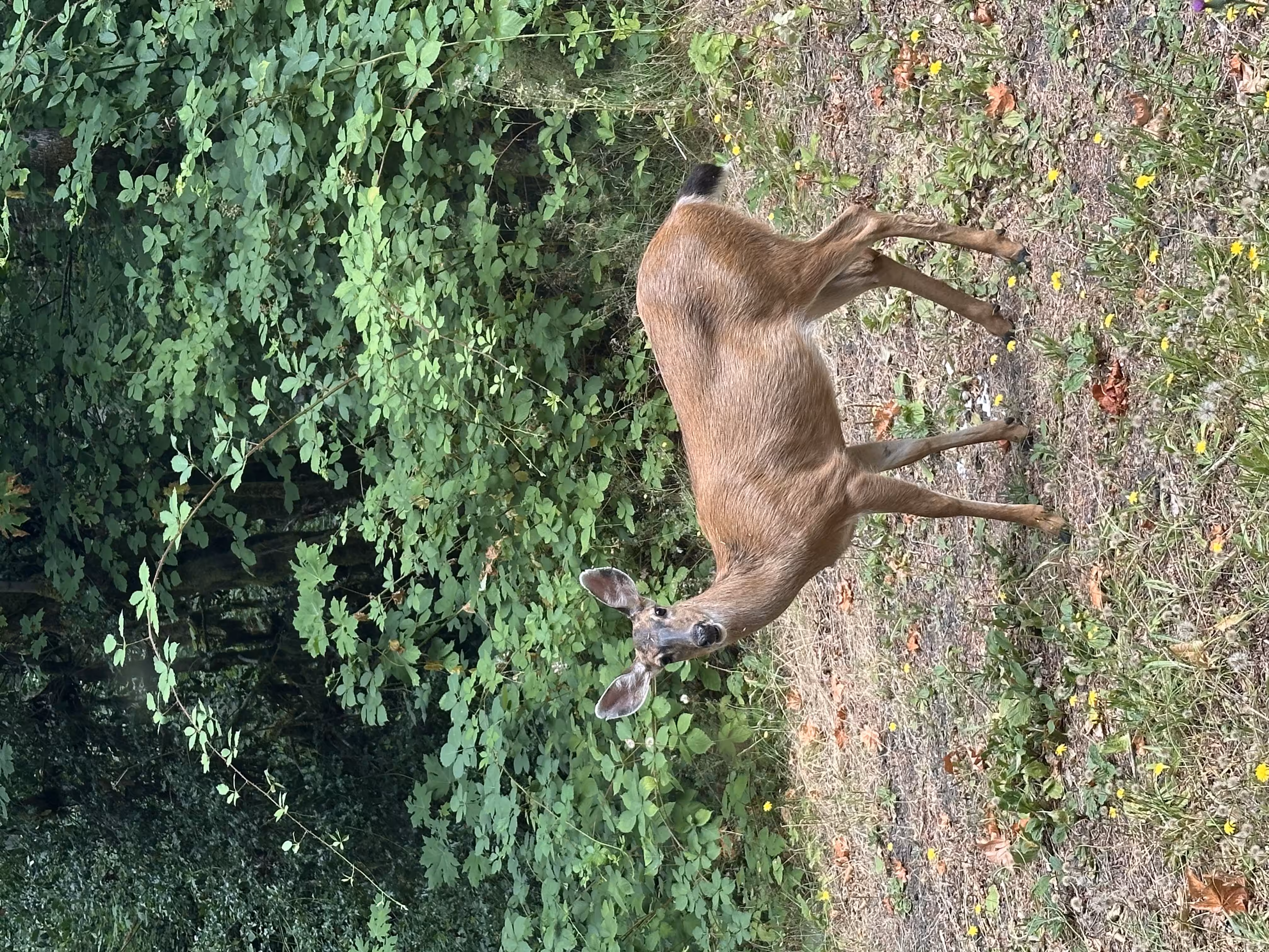 Bambi mom