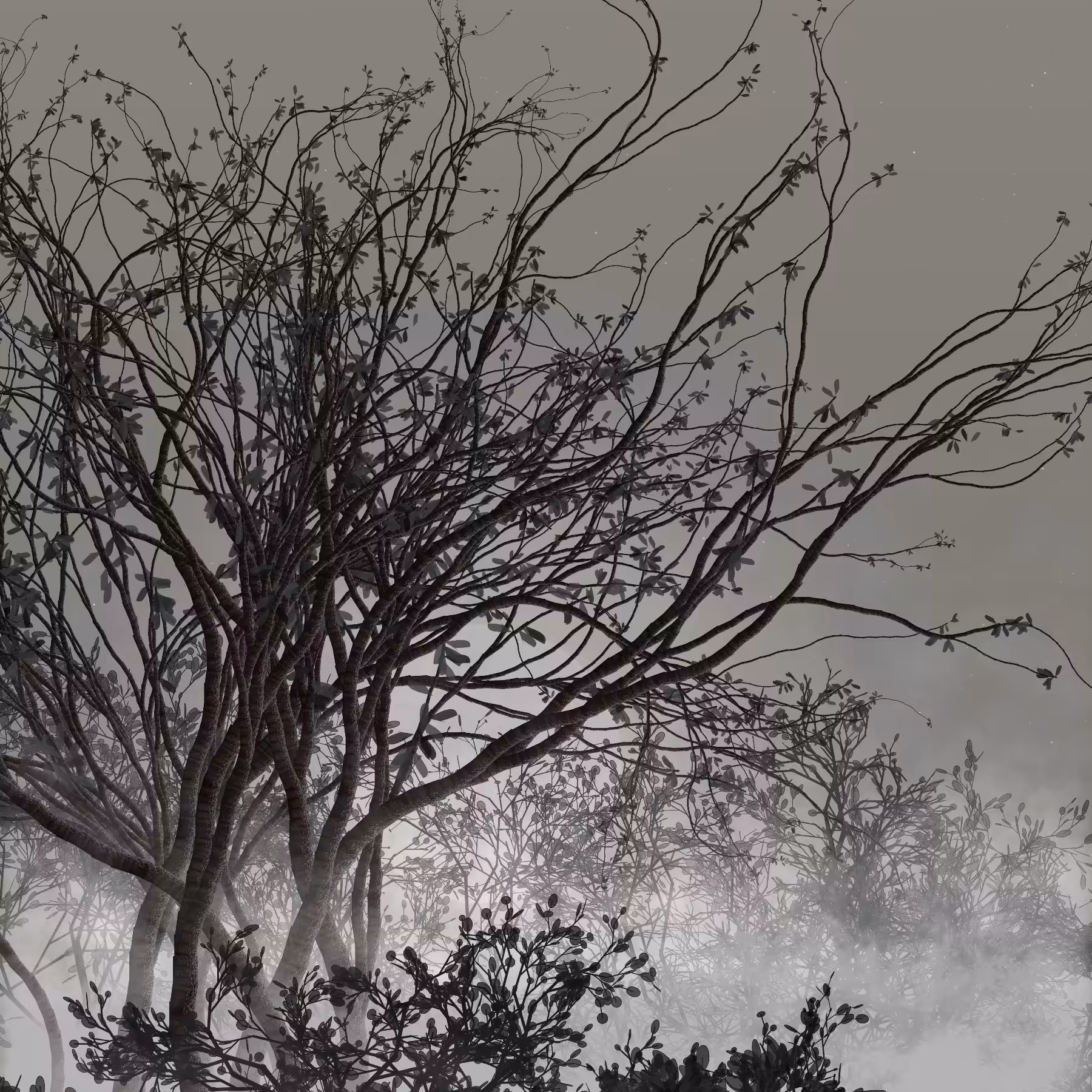 Morning Mist #259