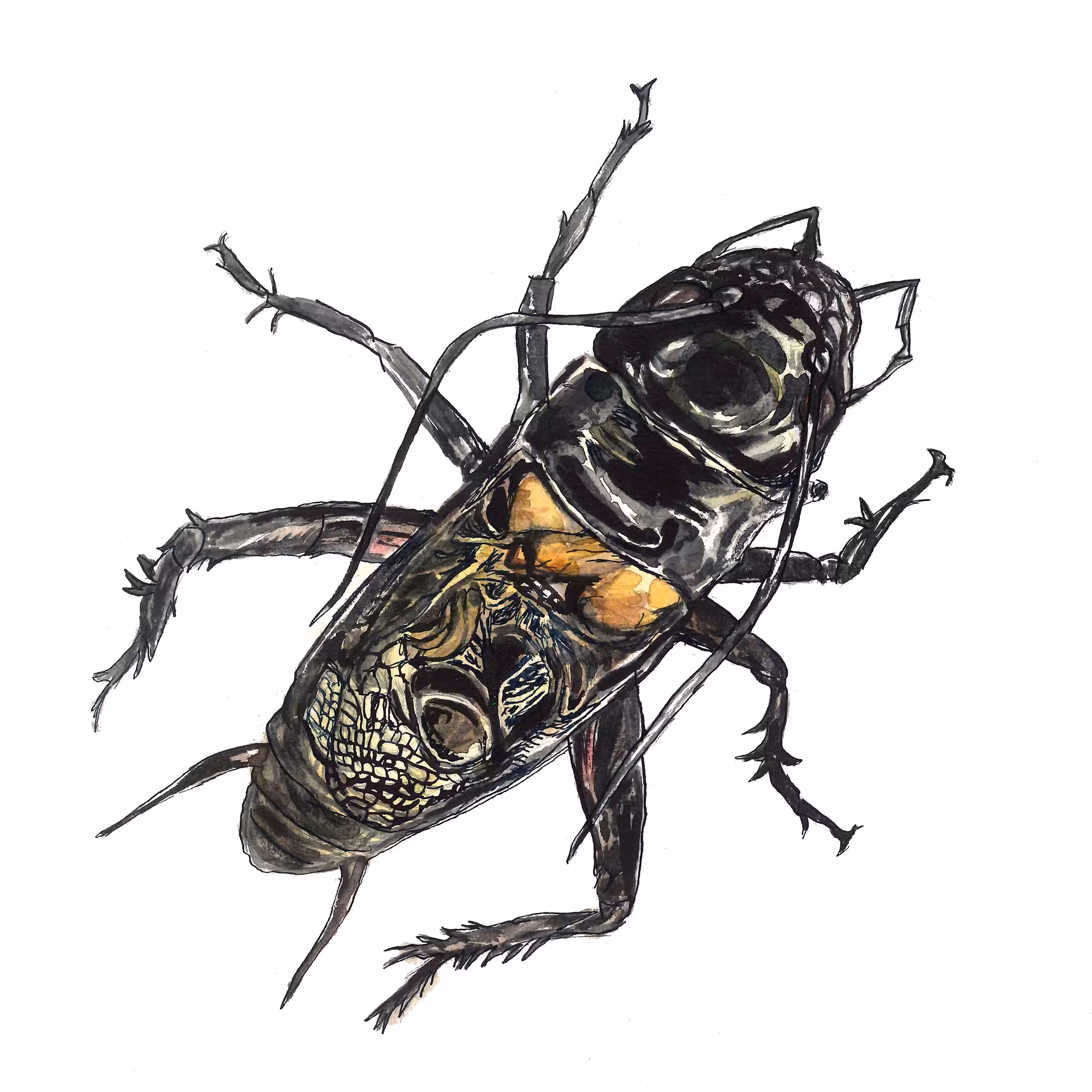 Field Cricket