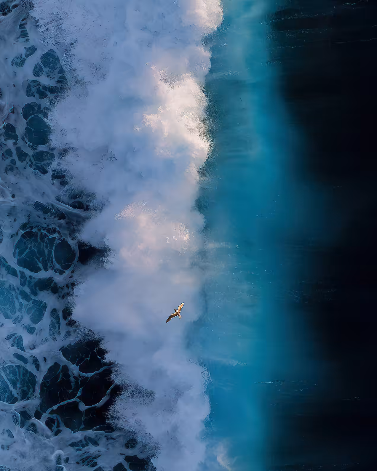 Ocean Phoenix