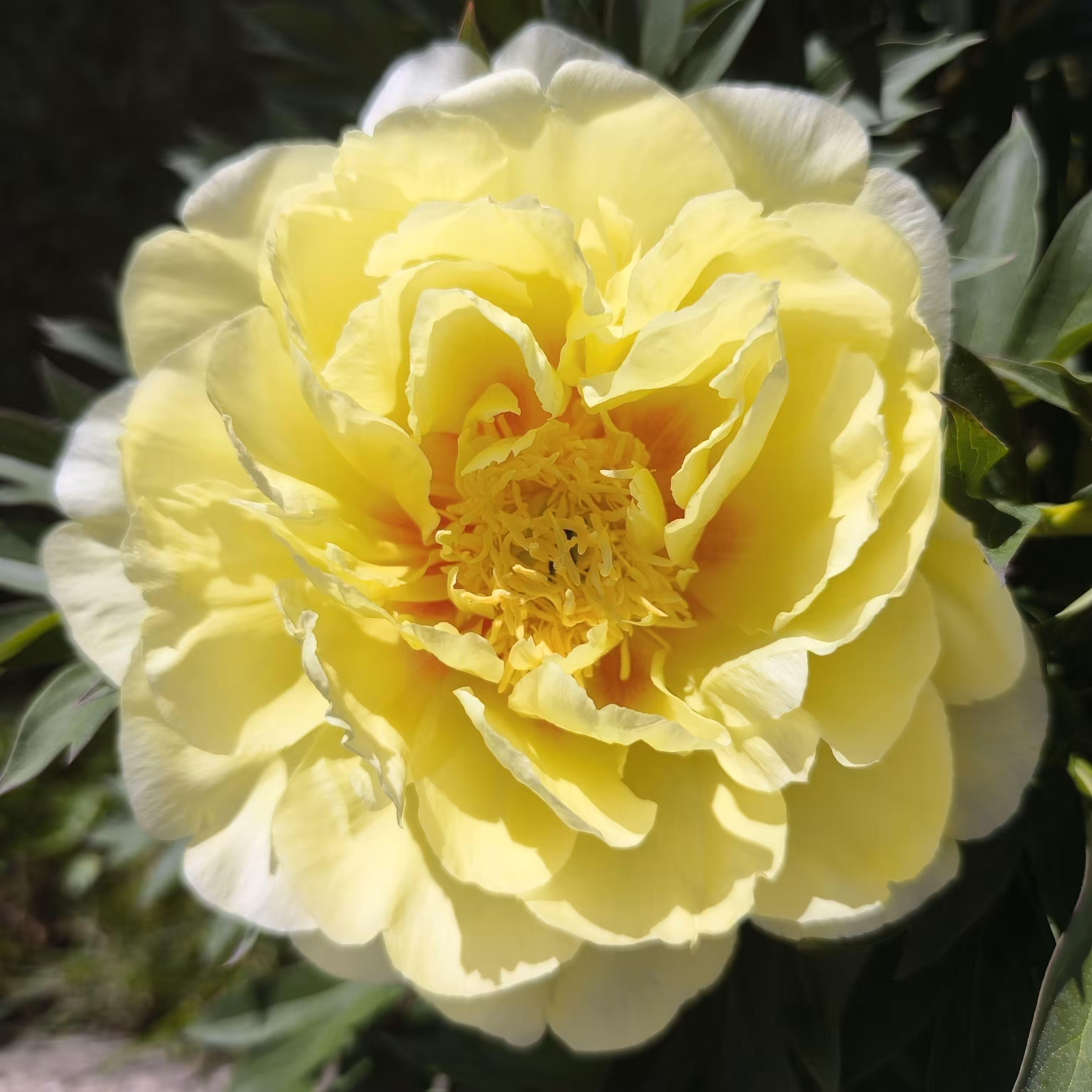 Golden Peony Beauty
