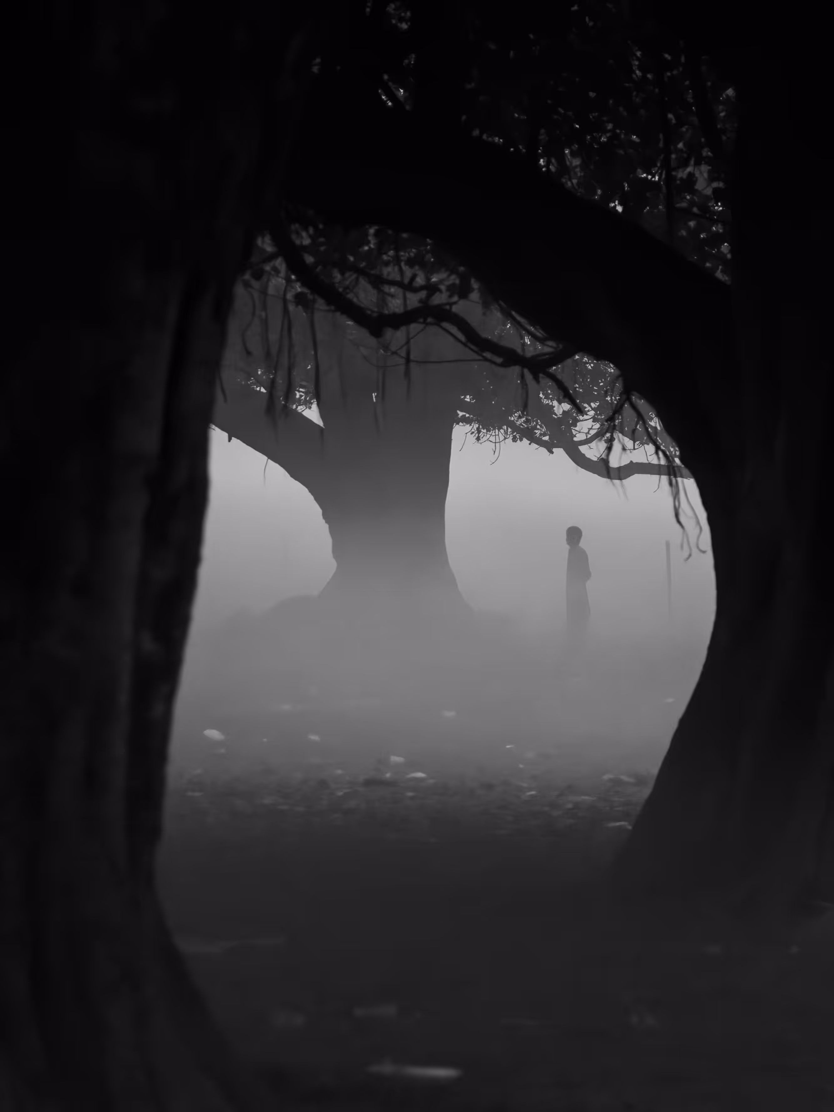 Into the Woods