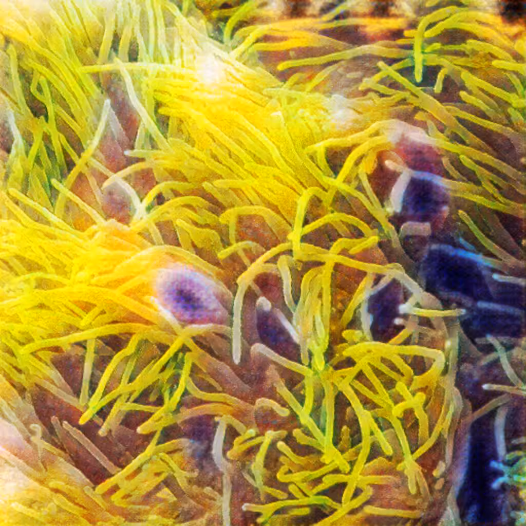 Fake Coral Reef 2
