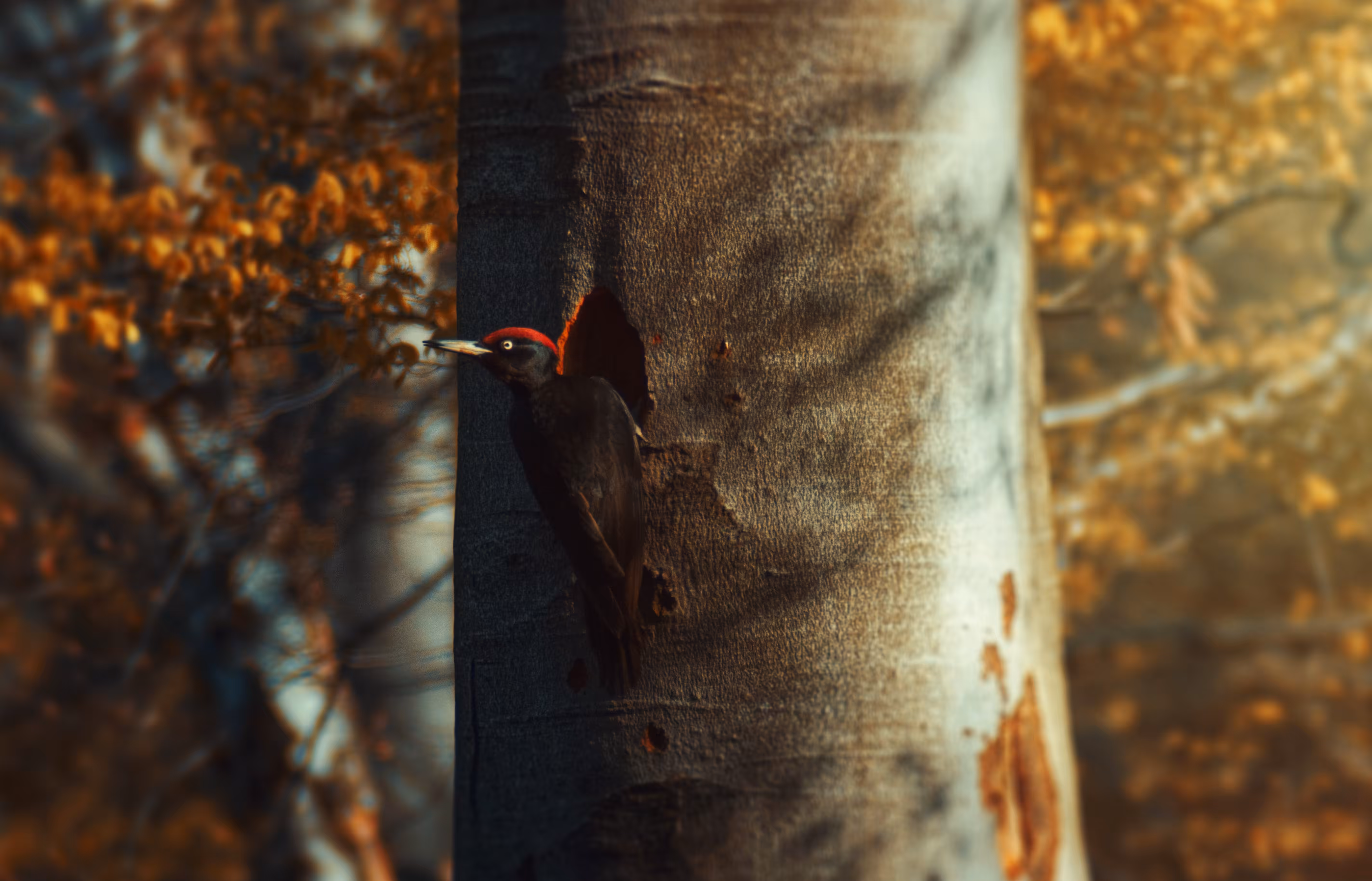 The Happy Valley: Woodpecker