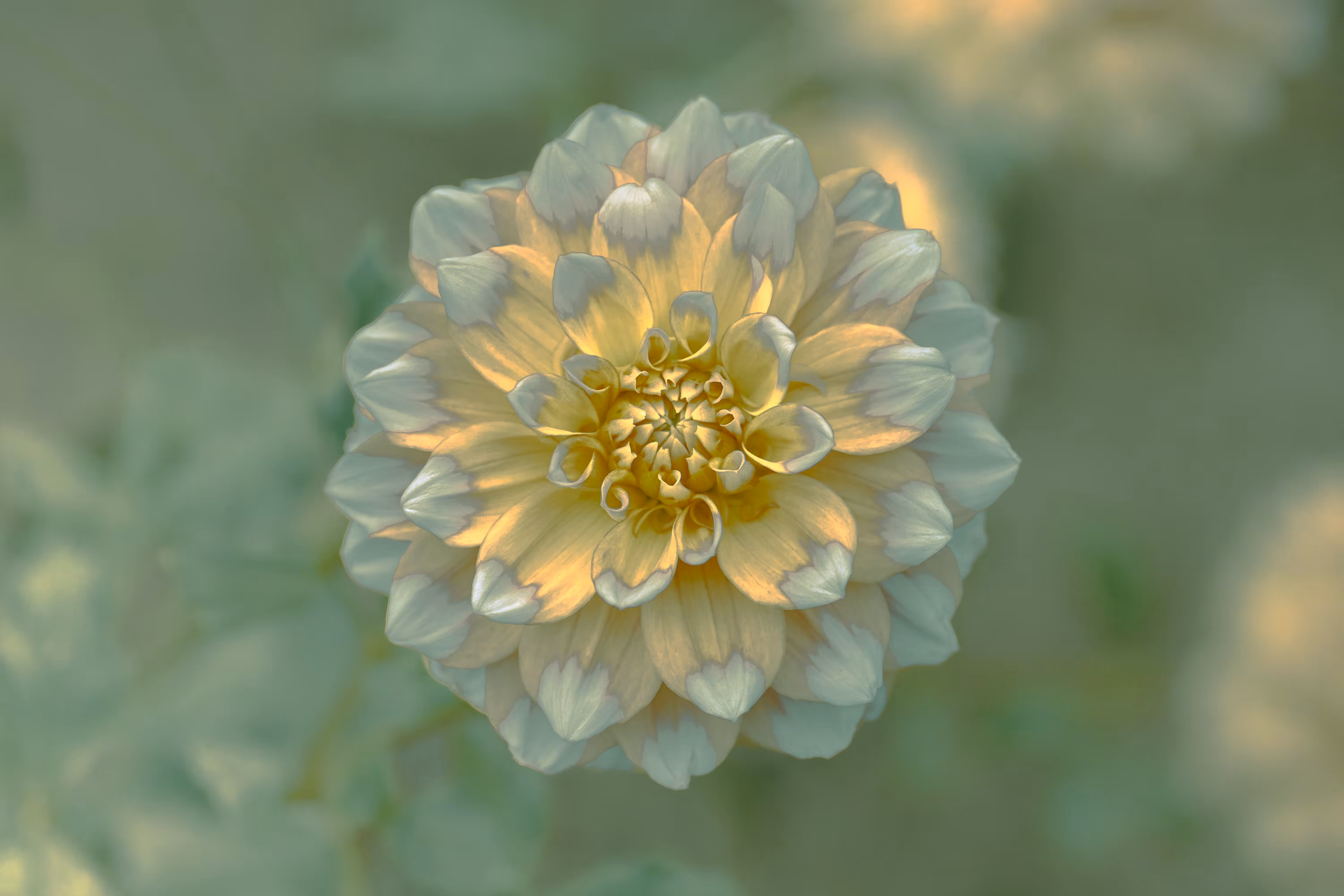BLOOM
