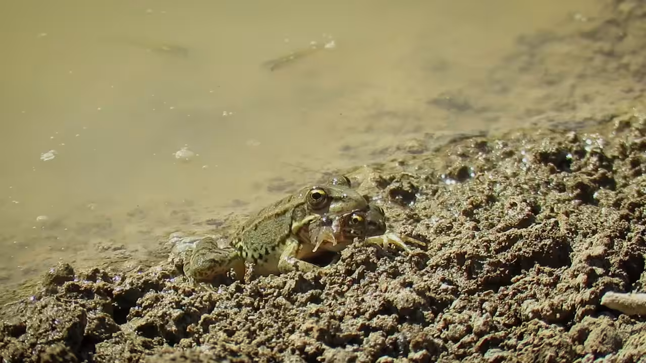Levant Green Frog 