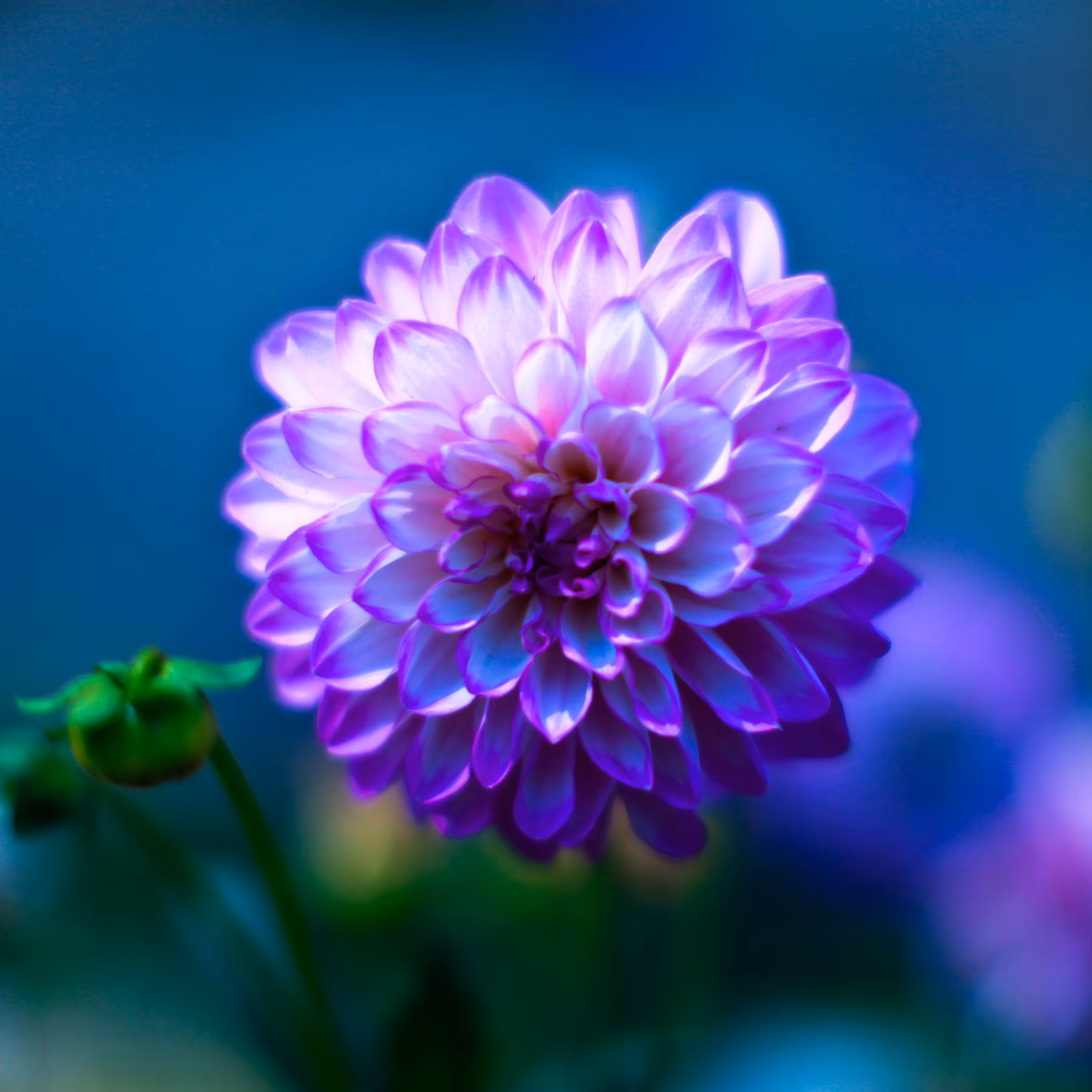 Starburst