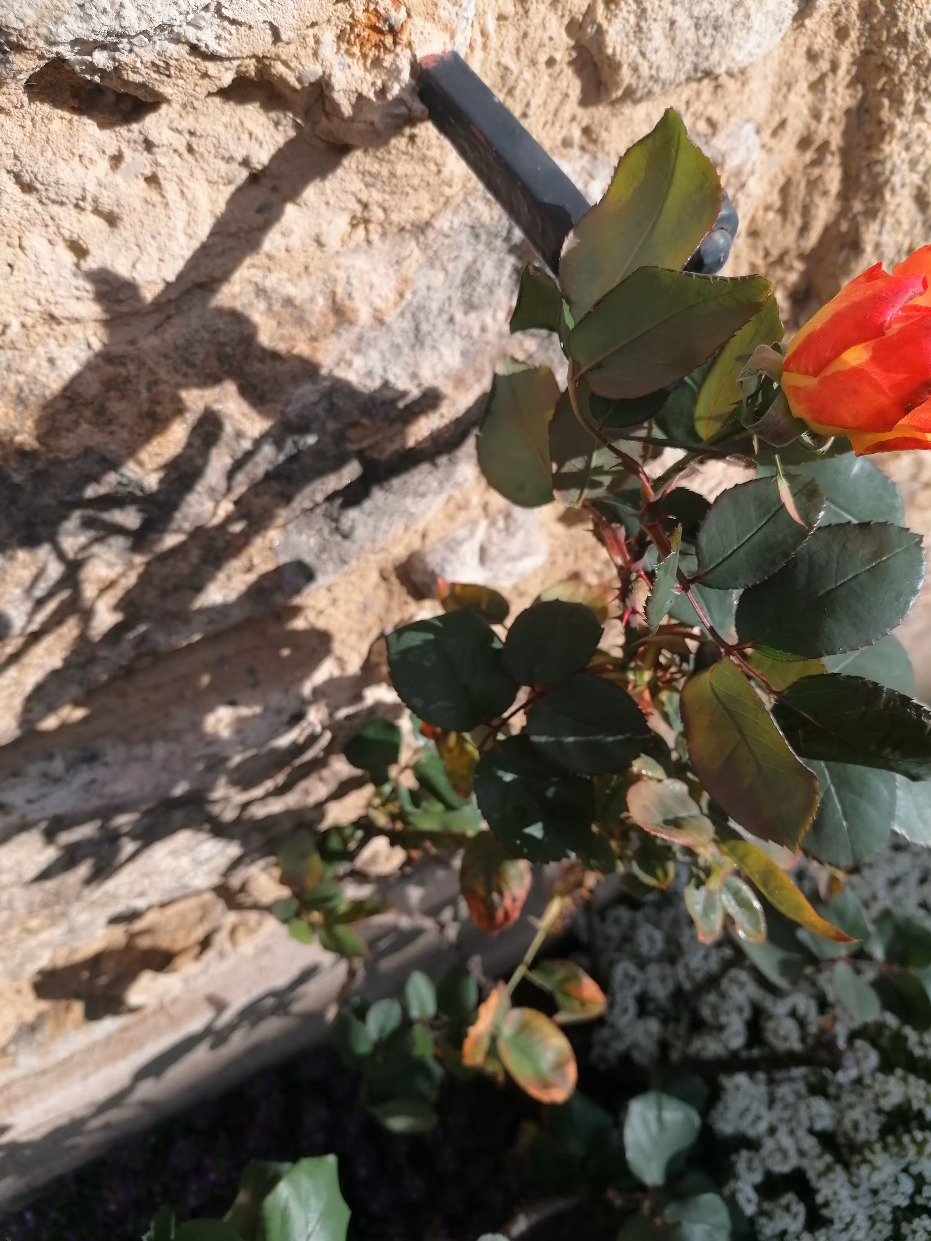 My Rose's Shadow 